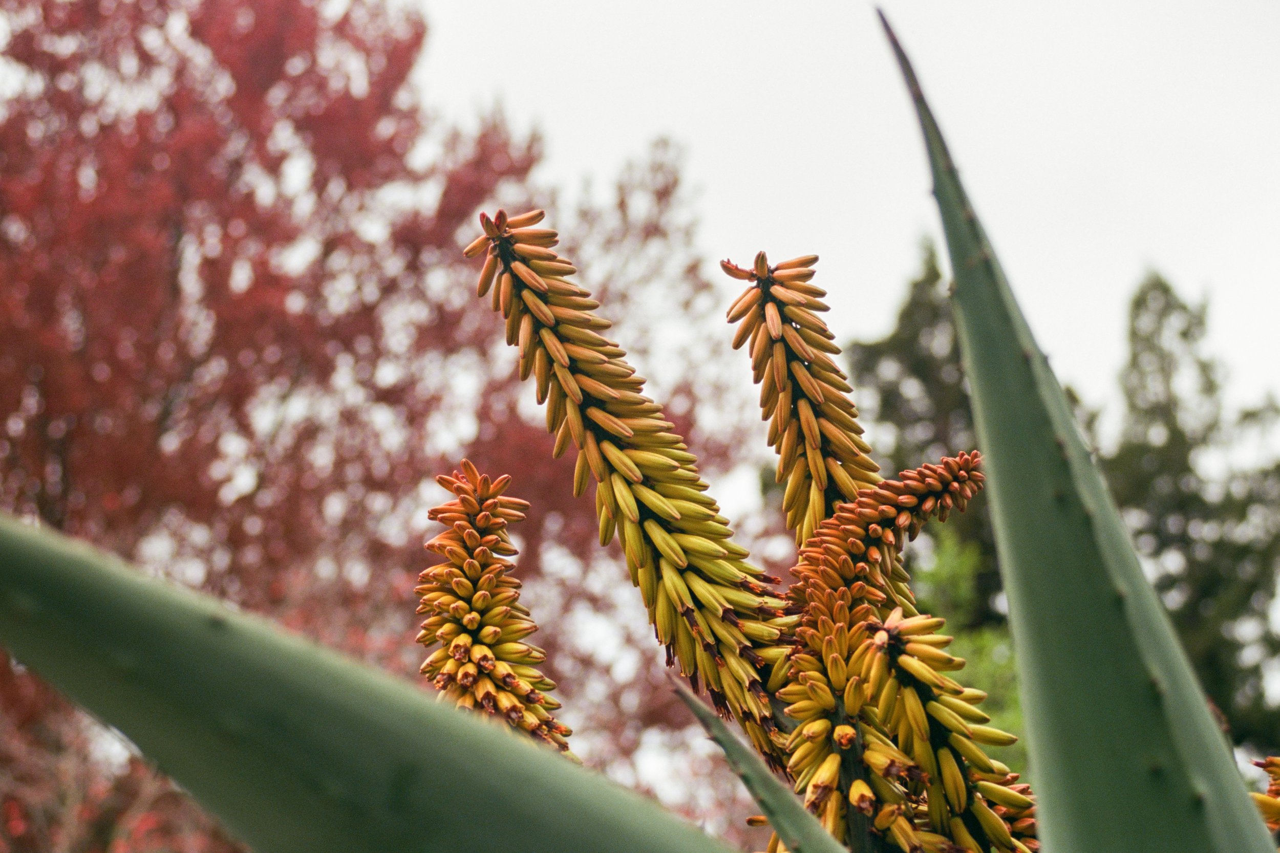 Plant Life-11.jpg
