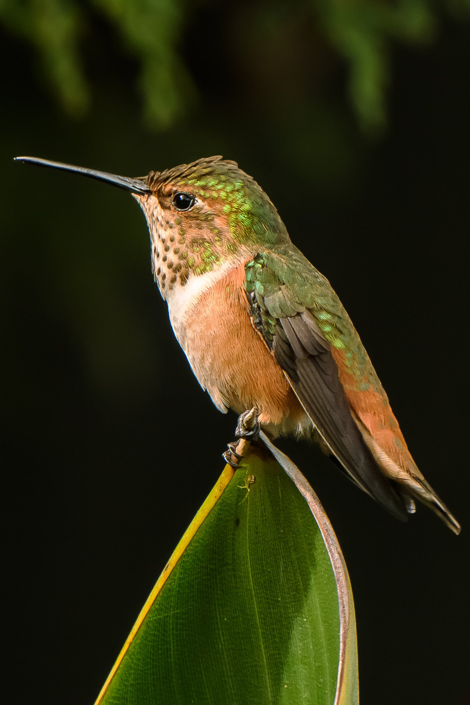 Bird-22.jpg