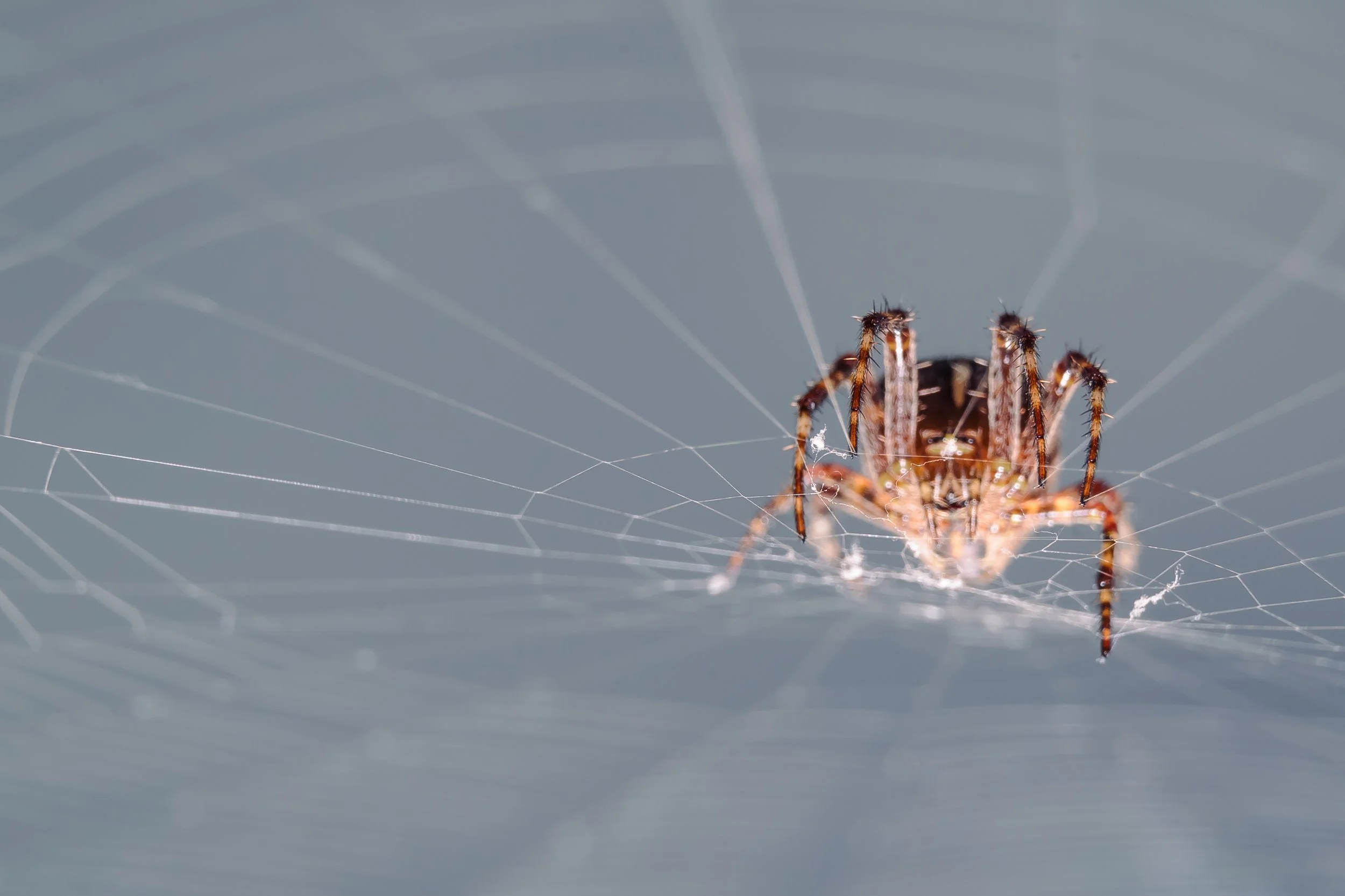 Spider-11.jpg