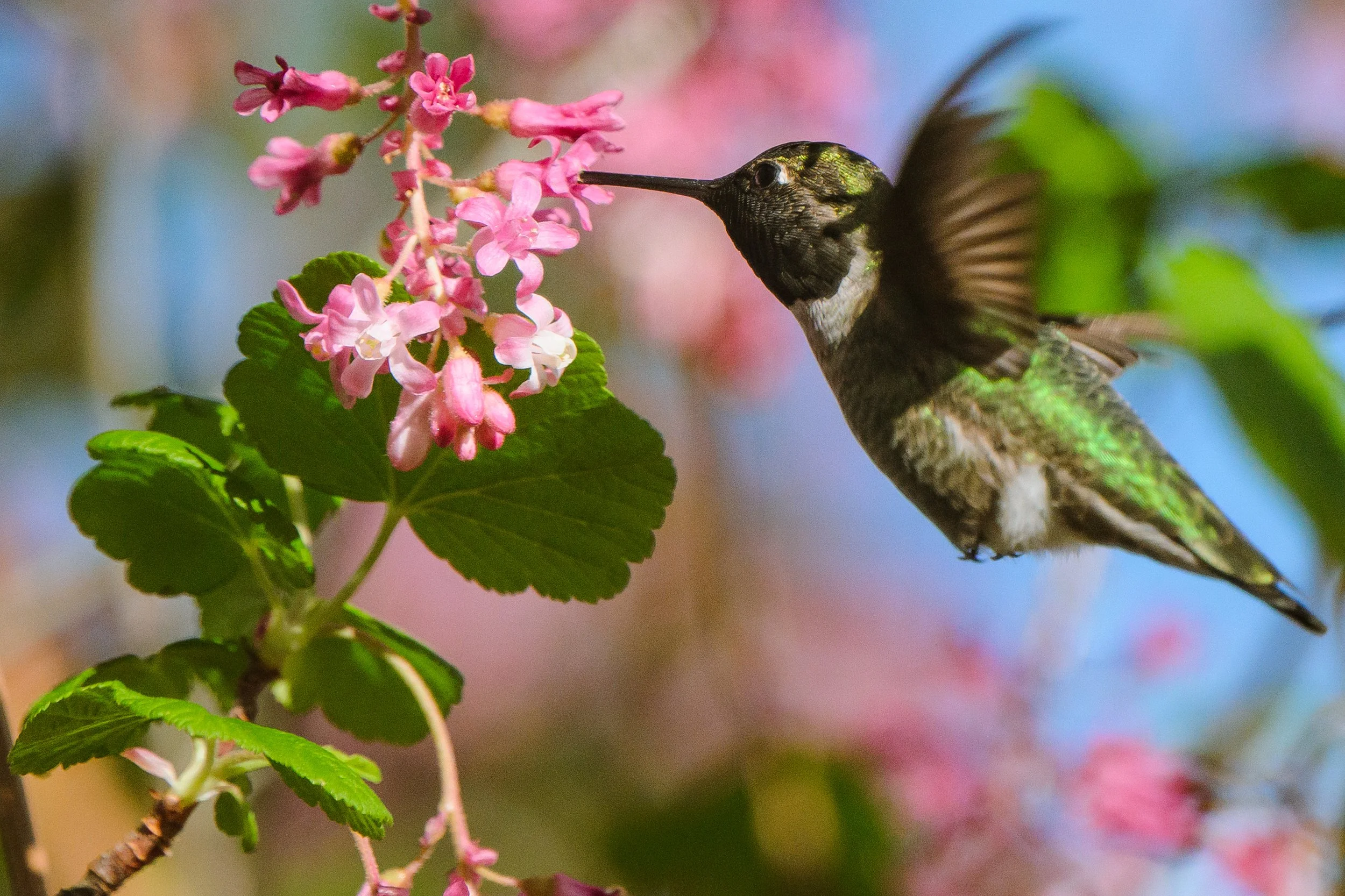 Bird-24.jpg