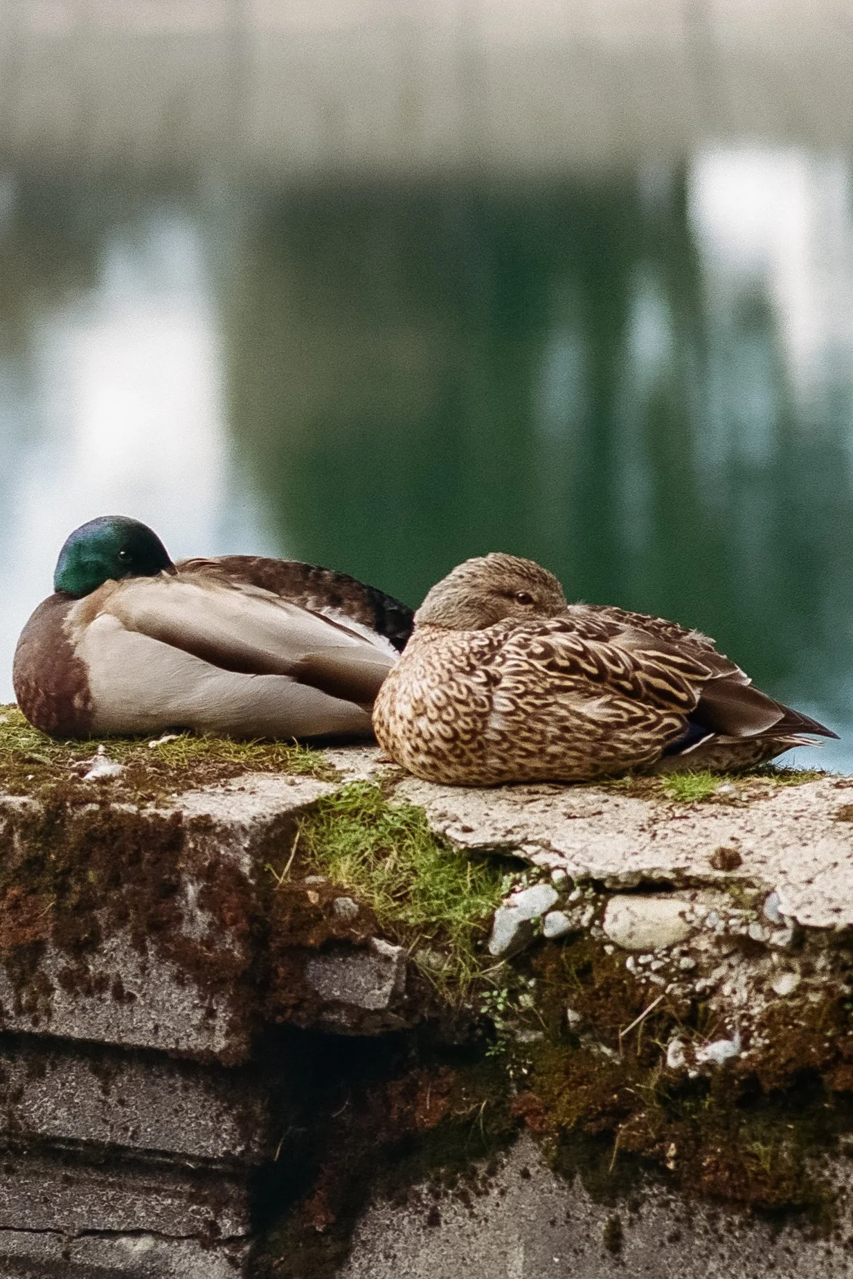 Bird-1.jpg