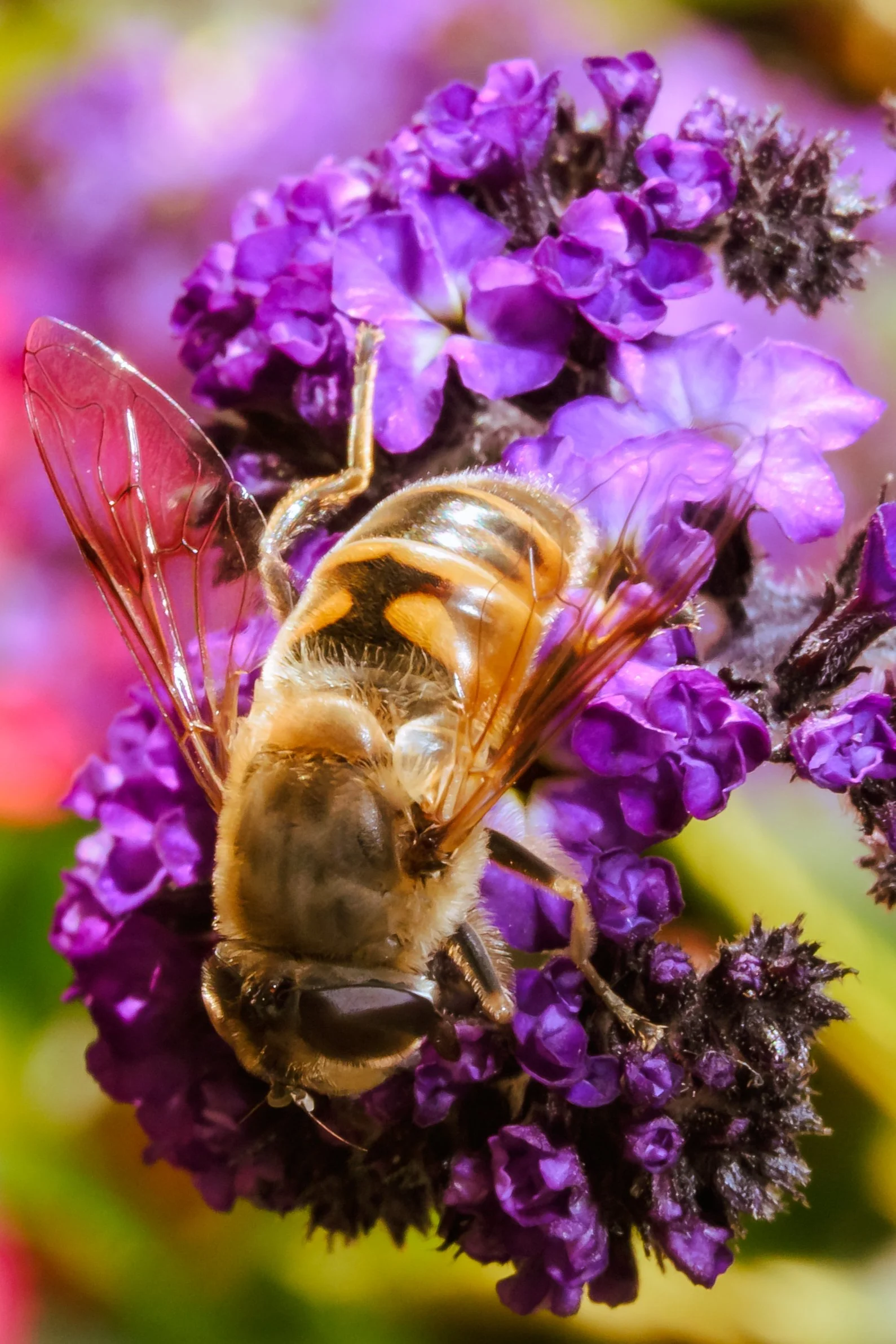 Insect-6.jpg