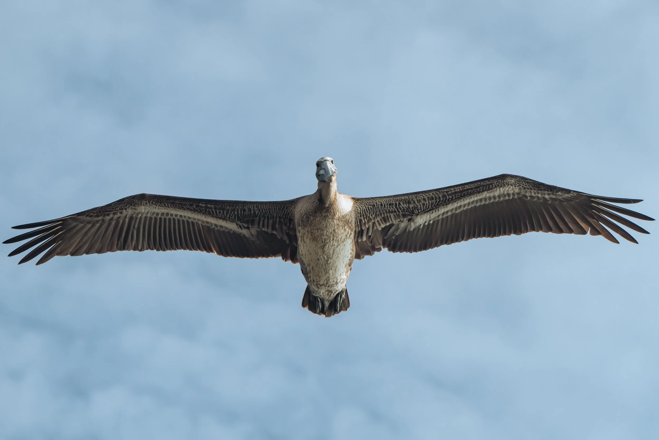 Bird-21.jpg