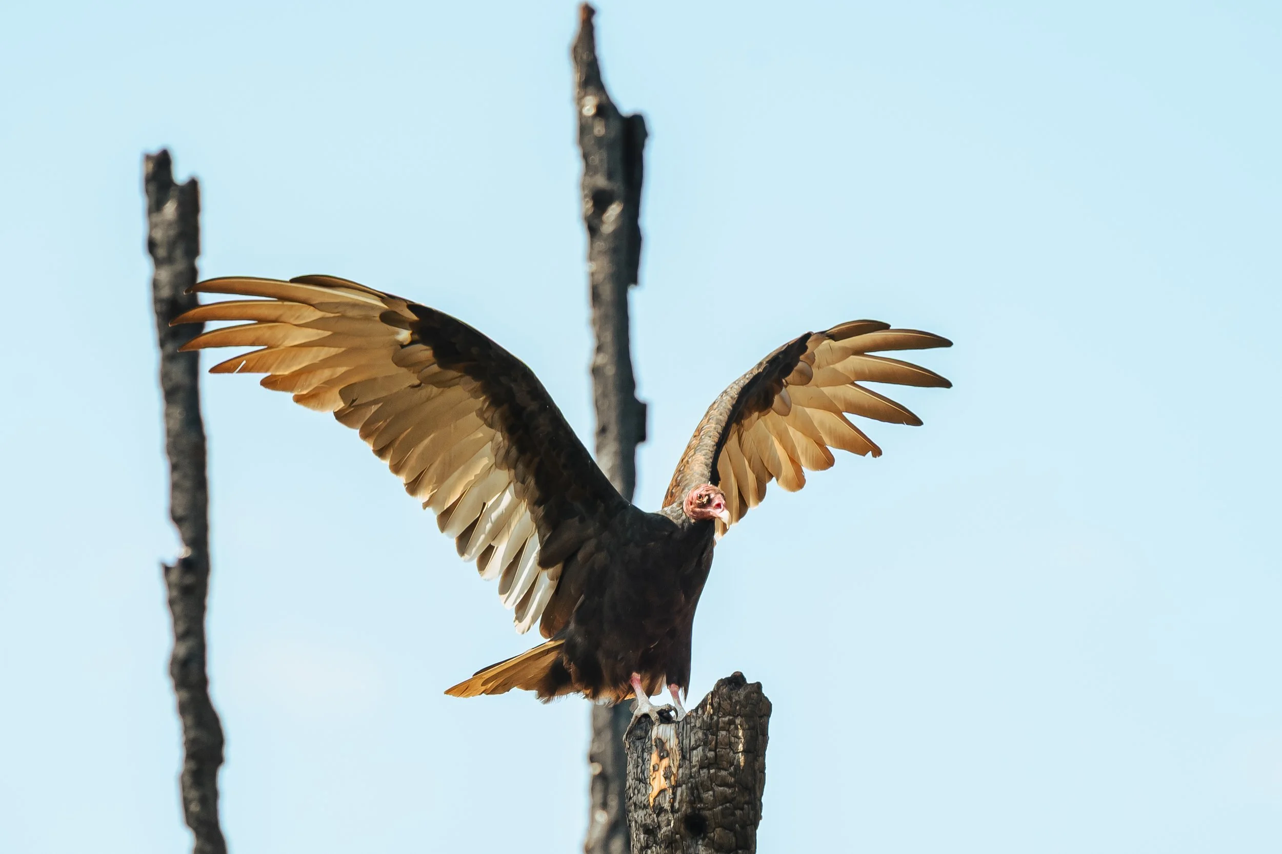 Bird-16.jpg