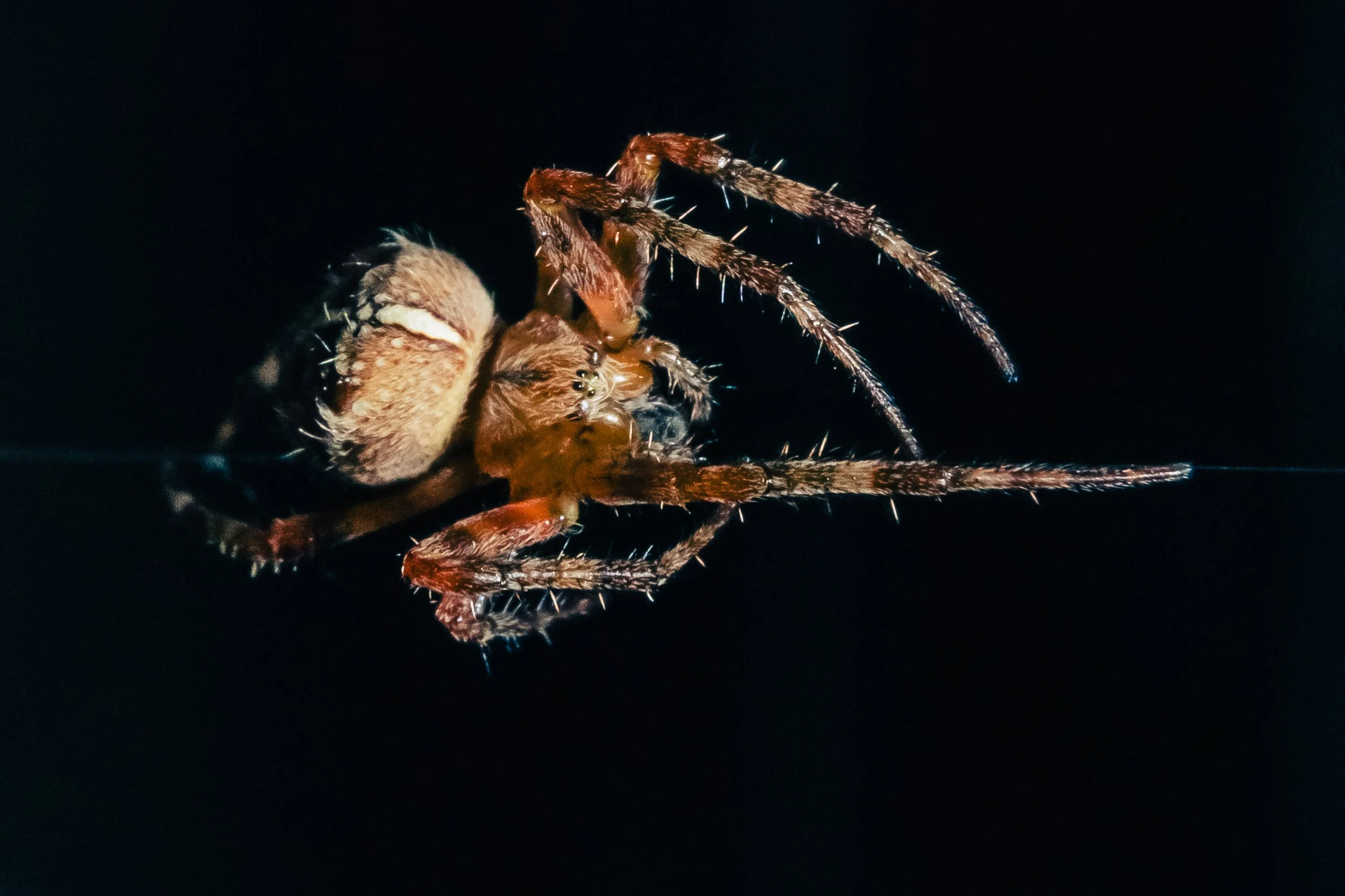 Spider-10.jpg