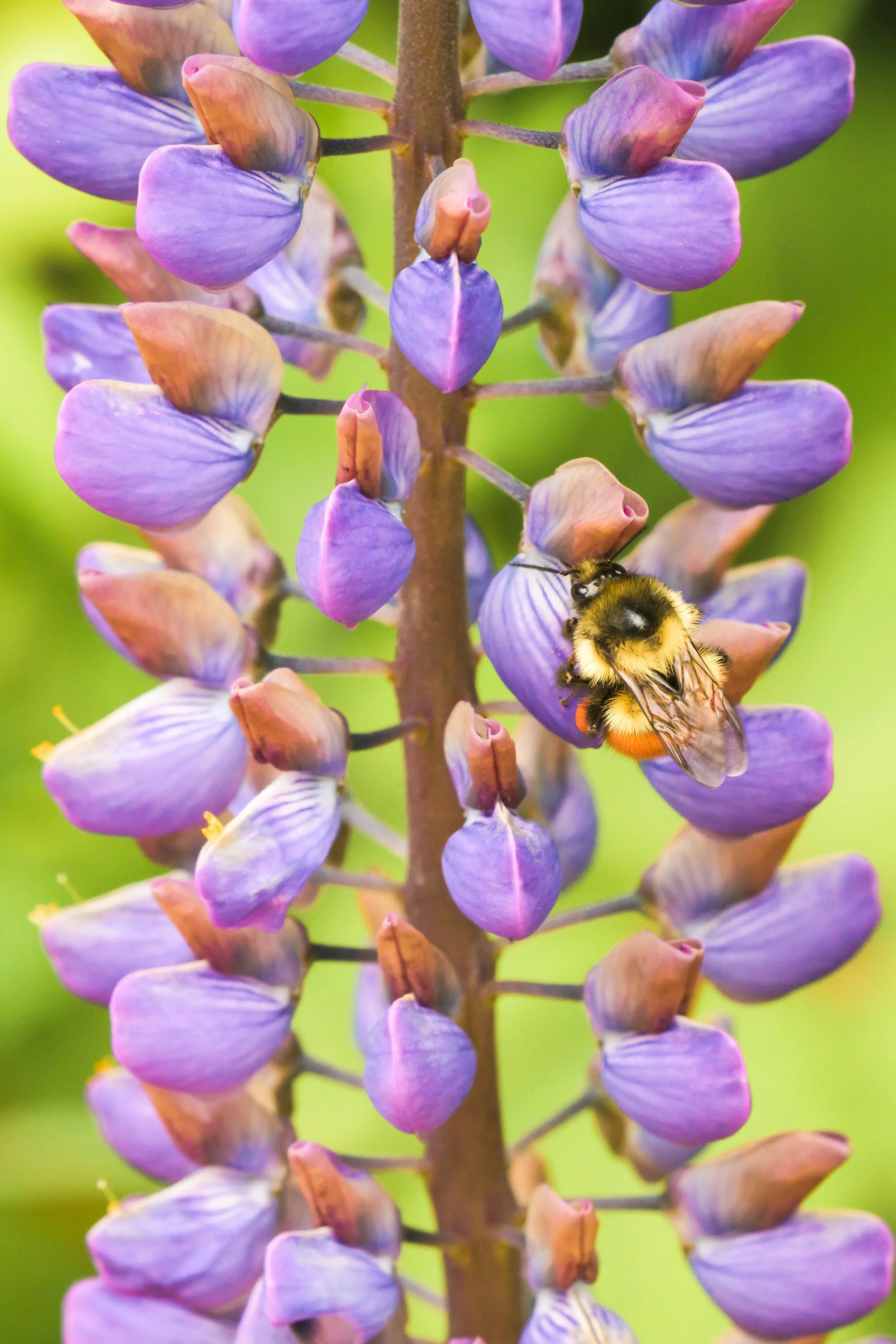 Insect-3.jpg