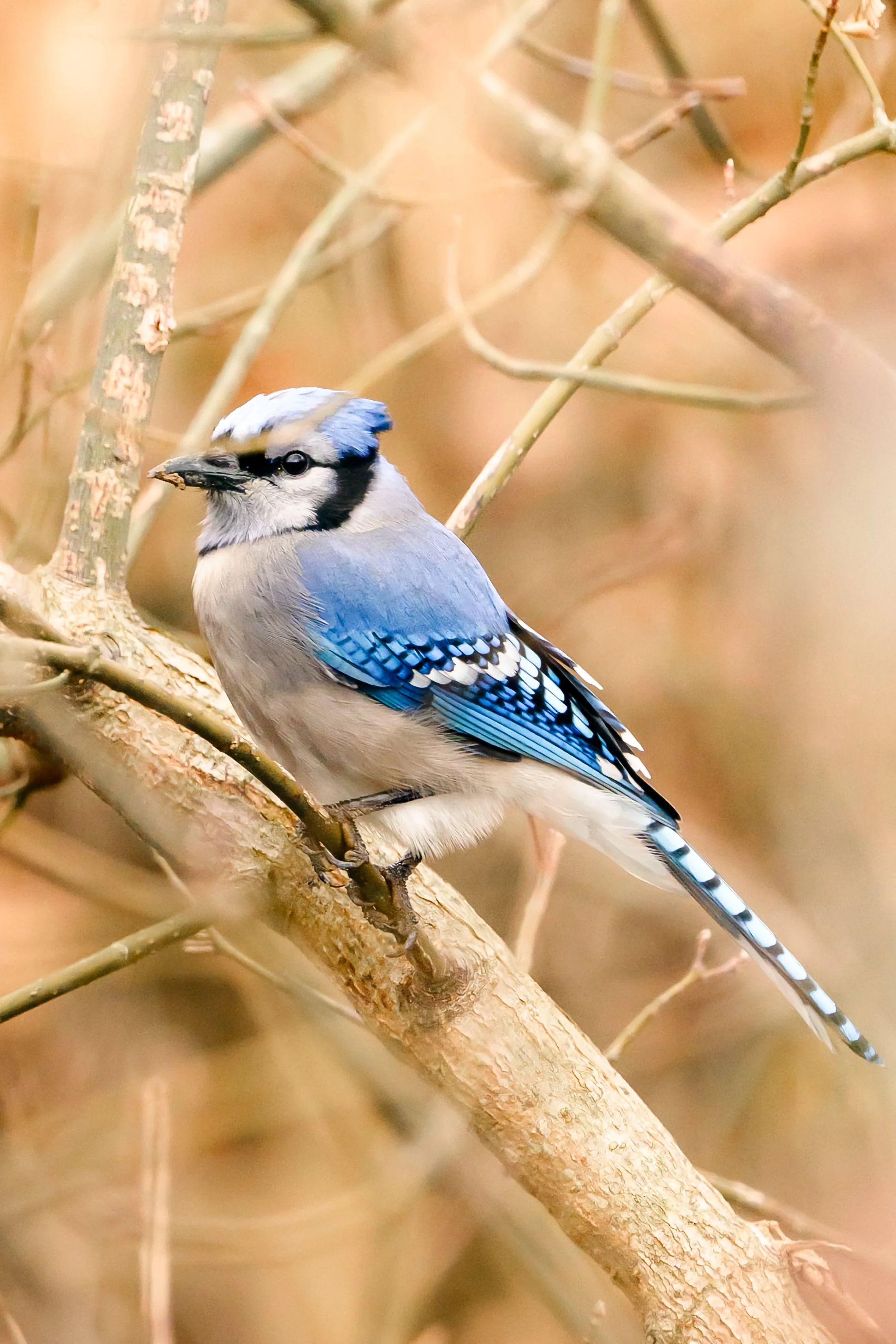 Bird-2.jpg