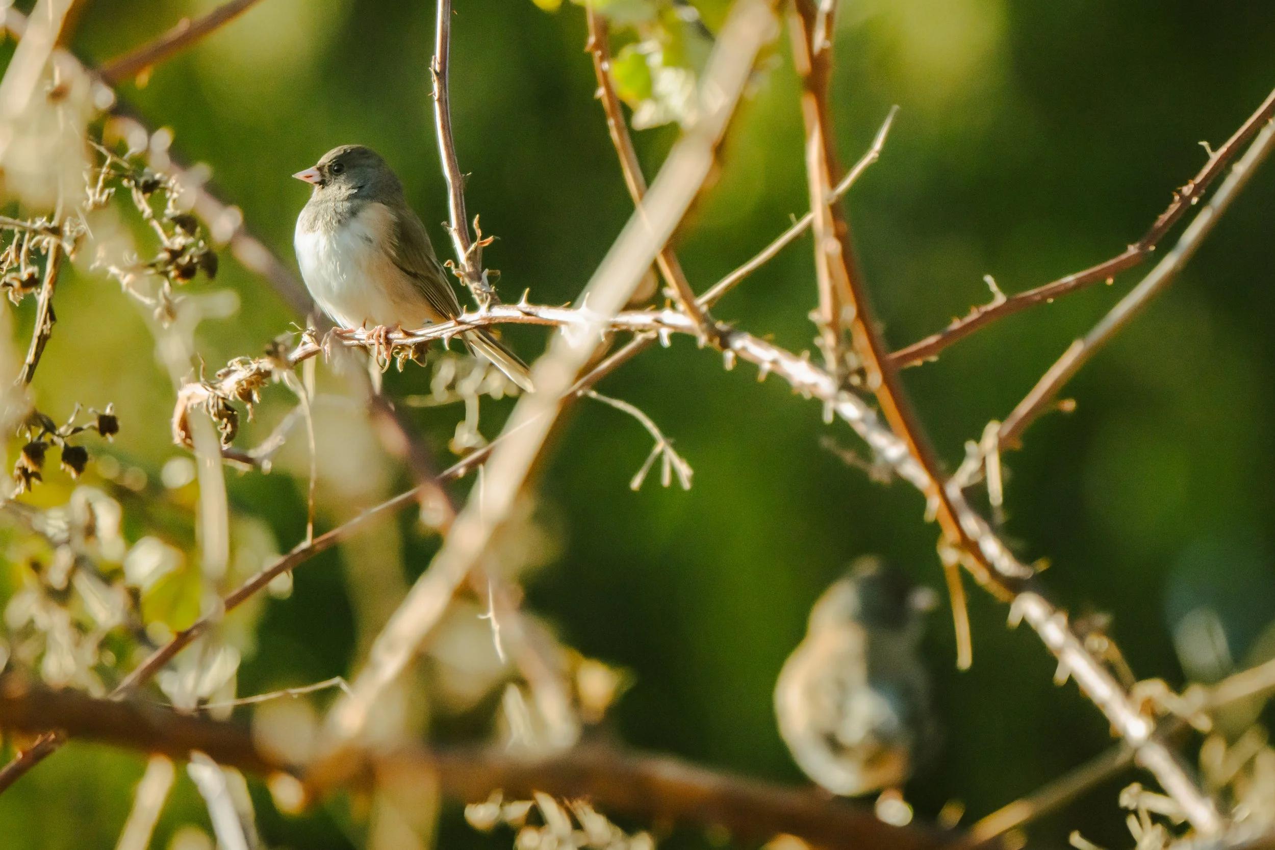 Bird-19.jpg