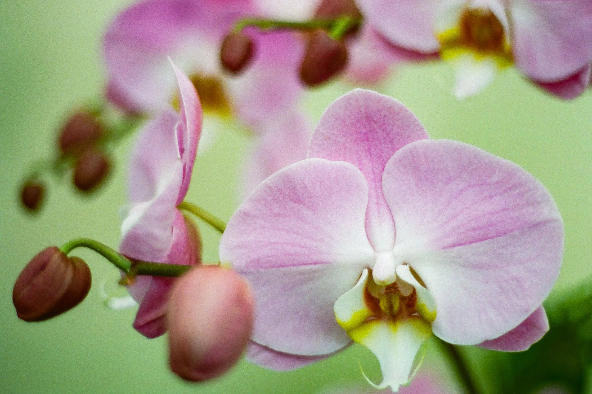 Plant Life-2.jpg