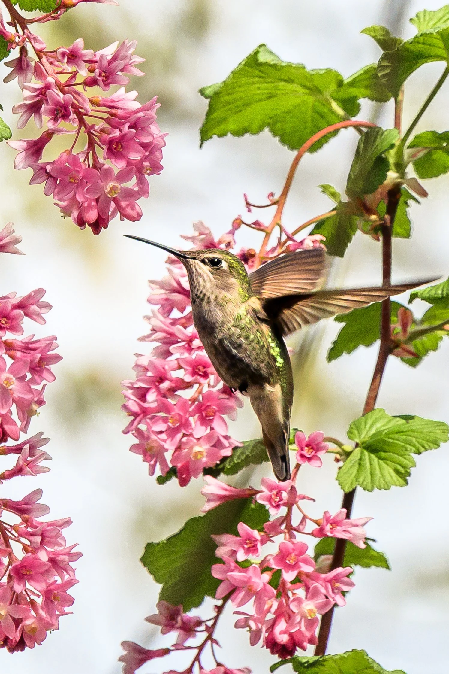 Bird-10.jpg
