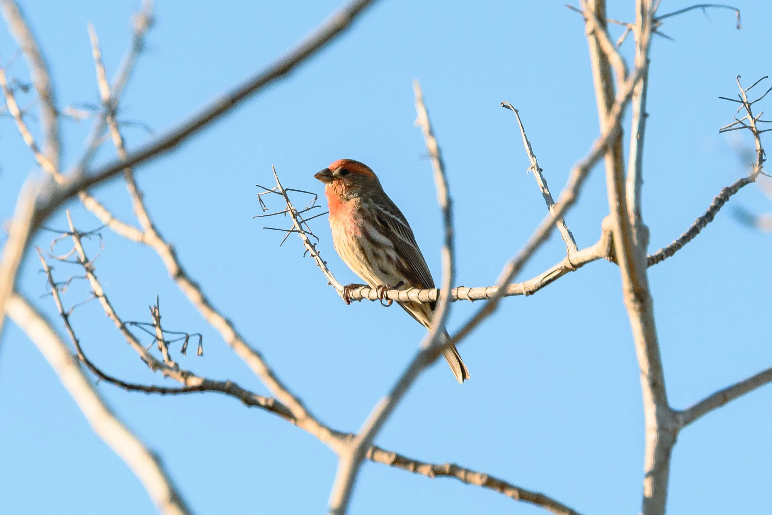 Bird-9.jpg
