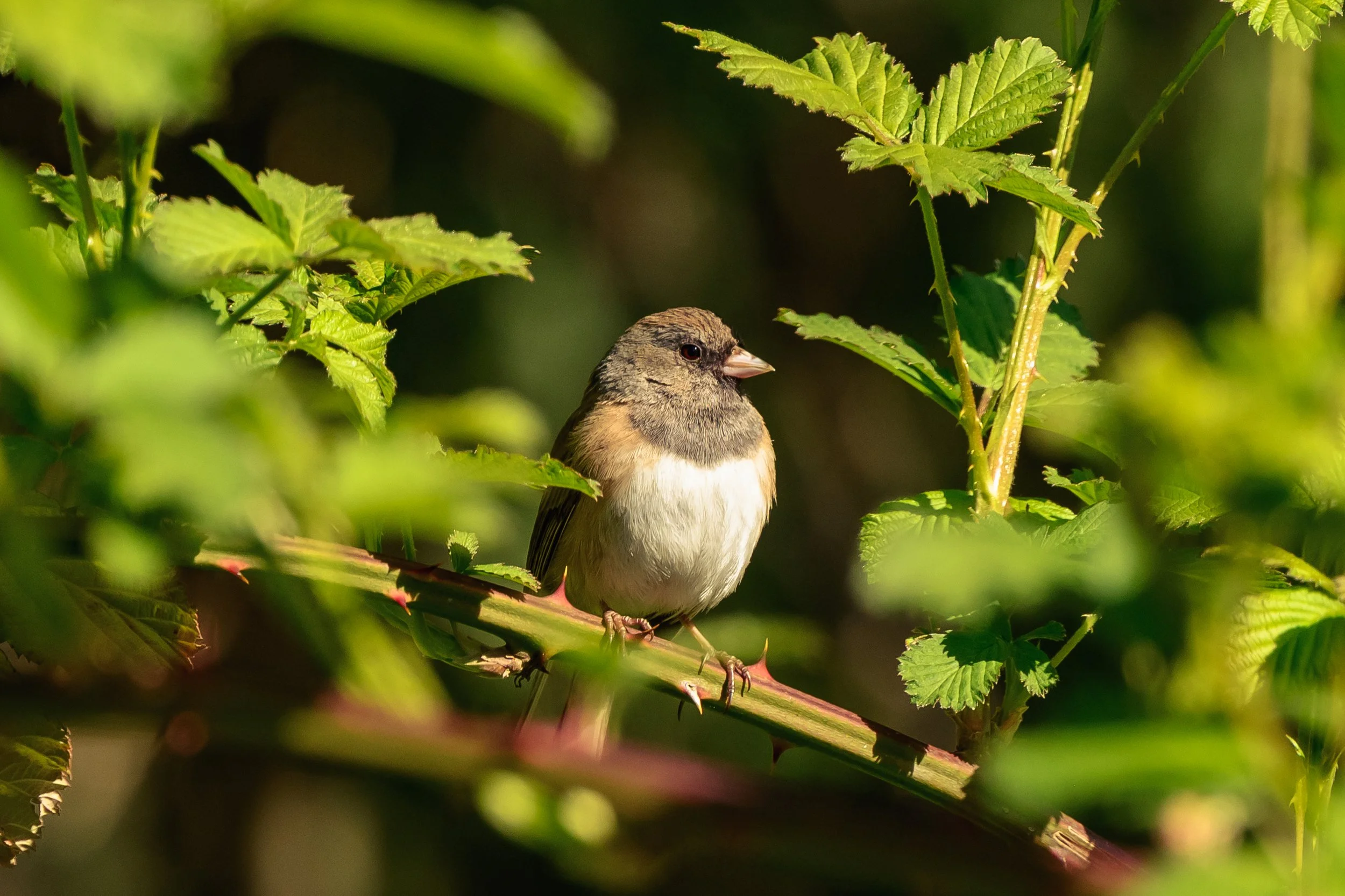 Bird-13.jpg