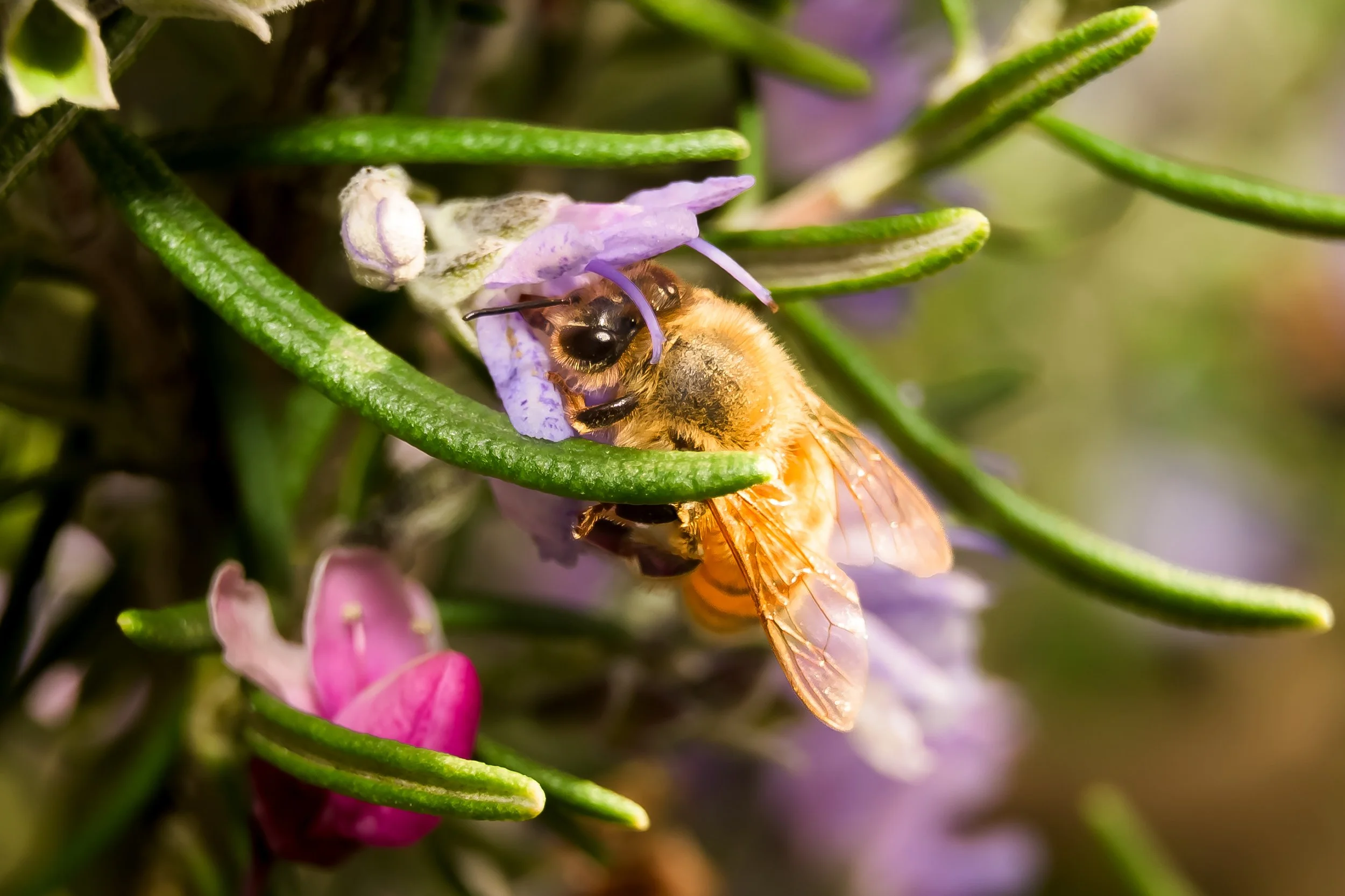 Insect-7.jpg