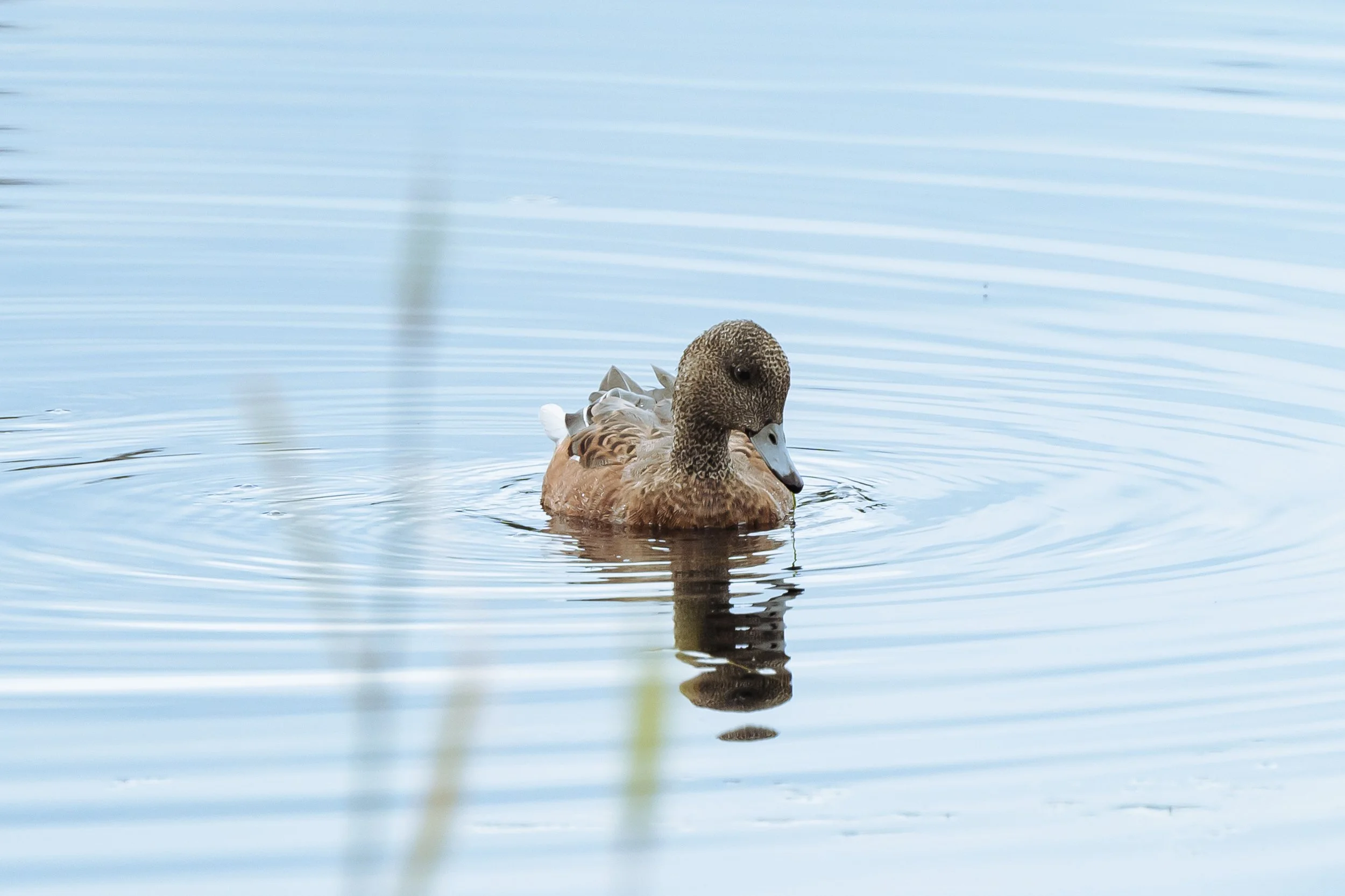Bird-8.jpg