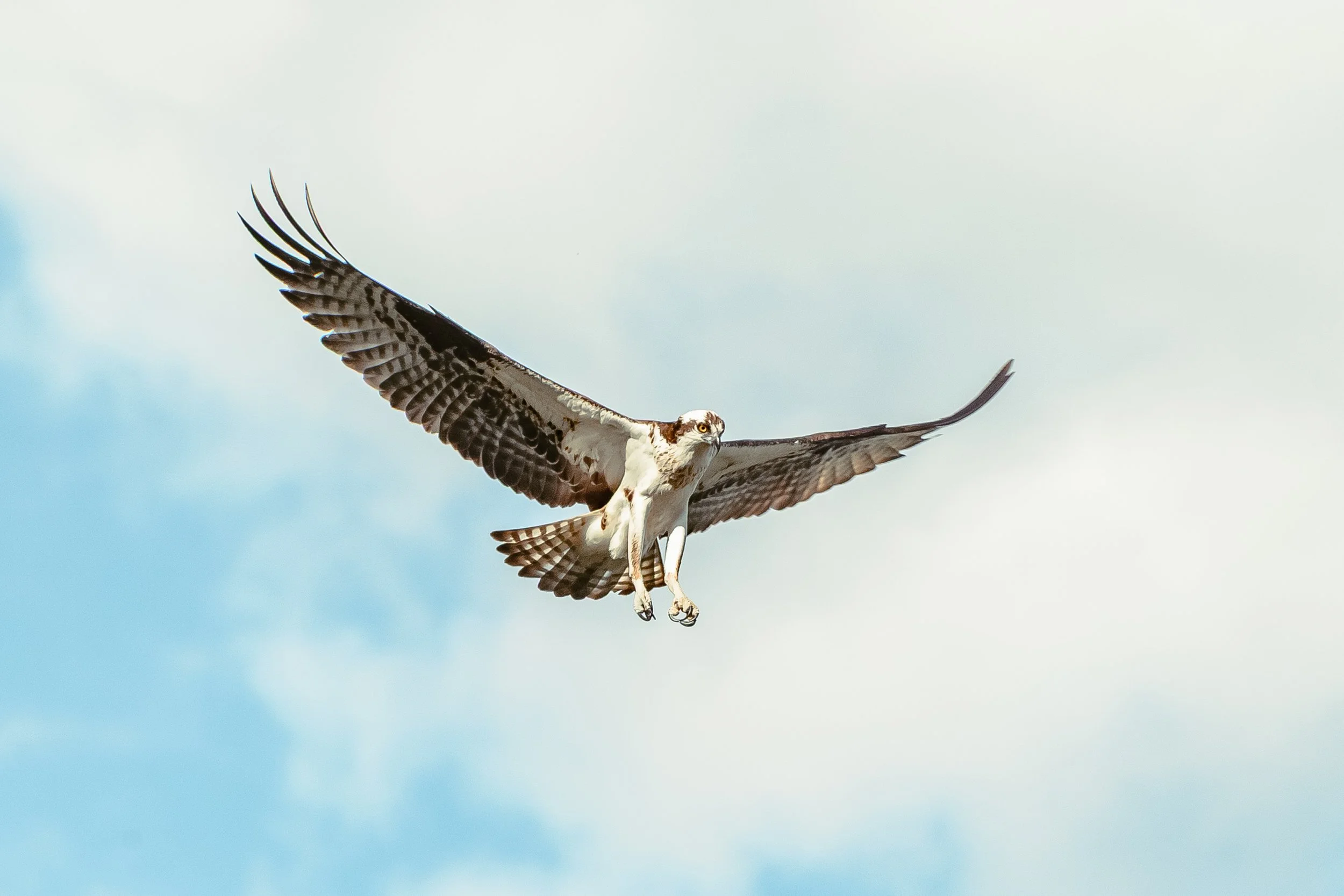 Bird-15.jpg