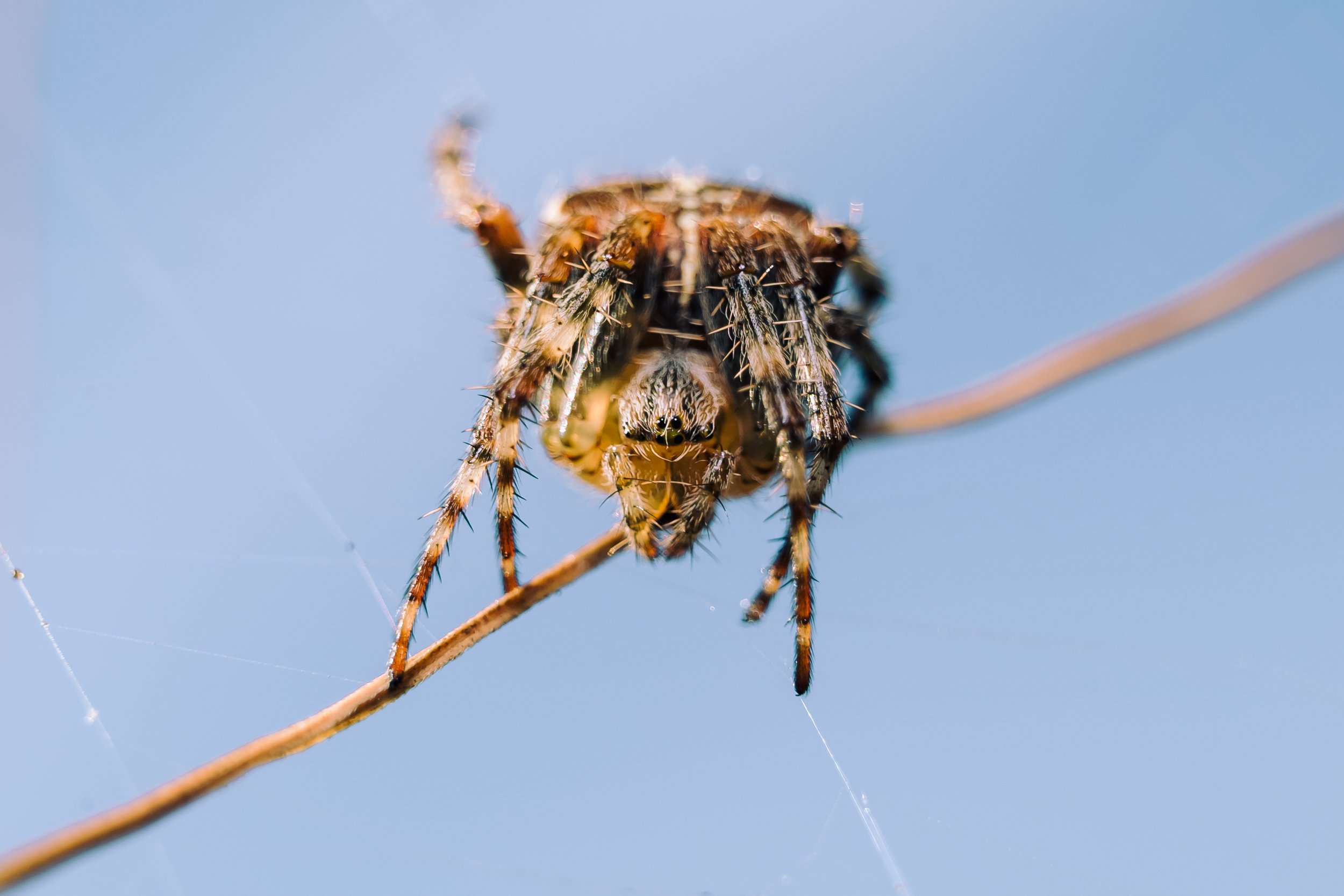 Spider-18.jpg