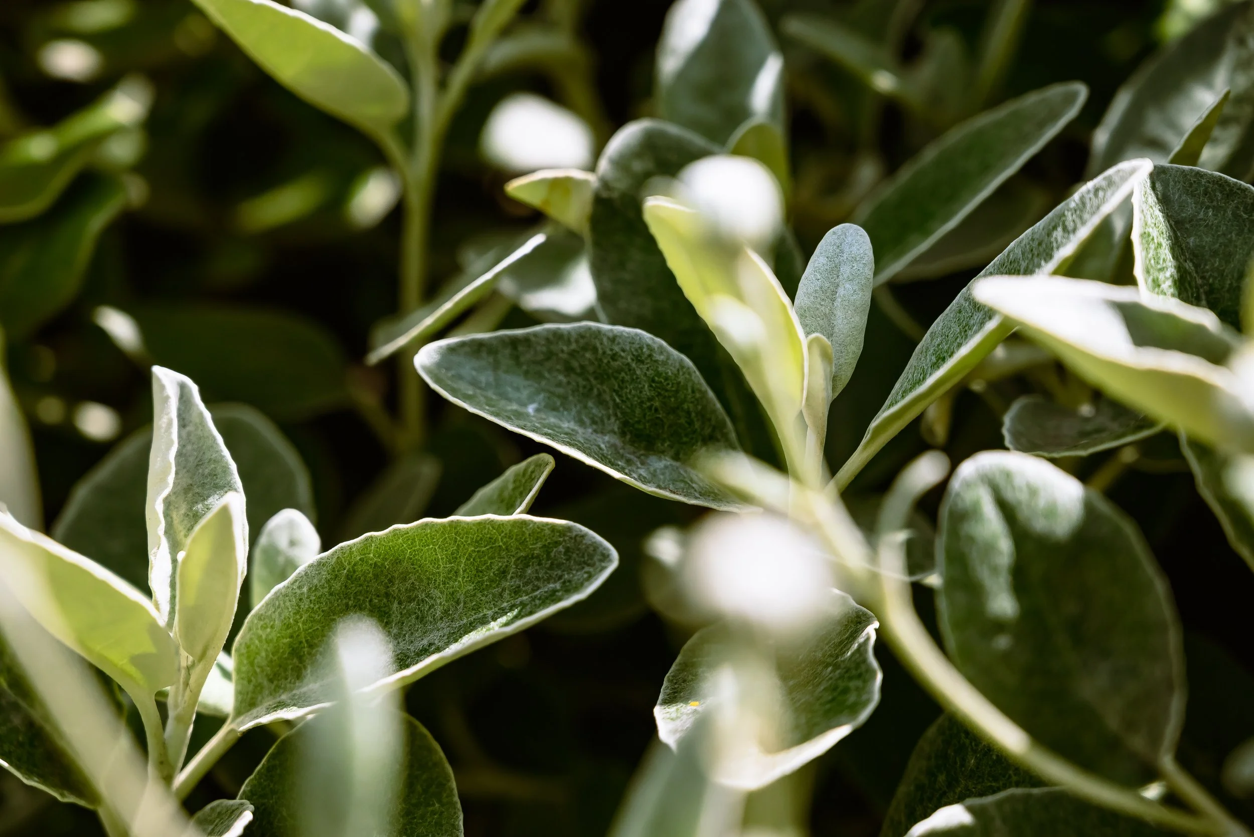 Plant Life-5.jpg