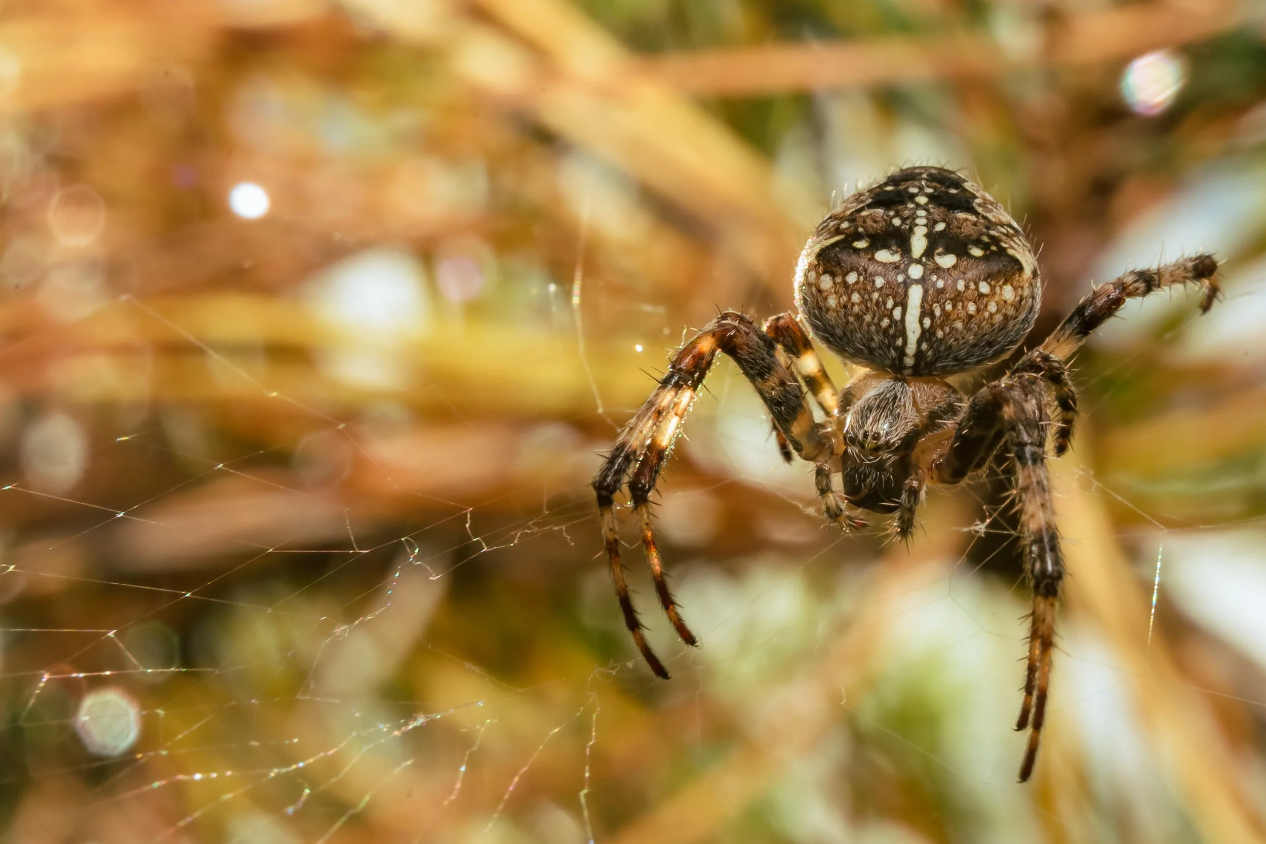 Spider-3.jpg