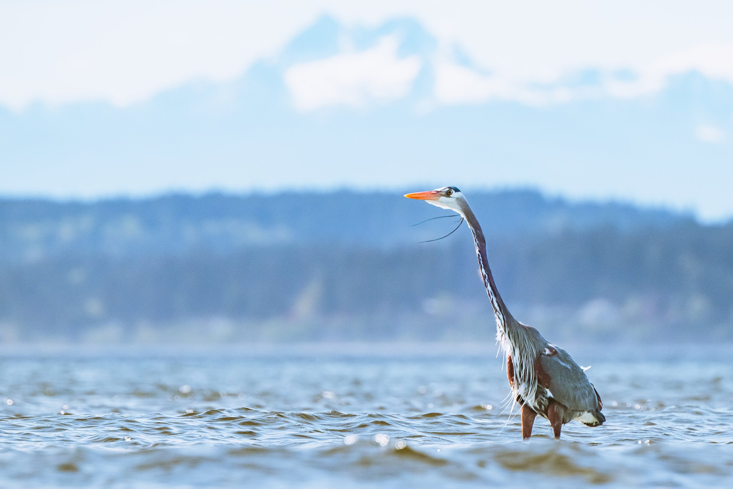 Bird-26.jpg