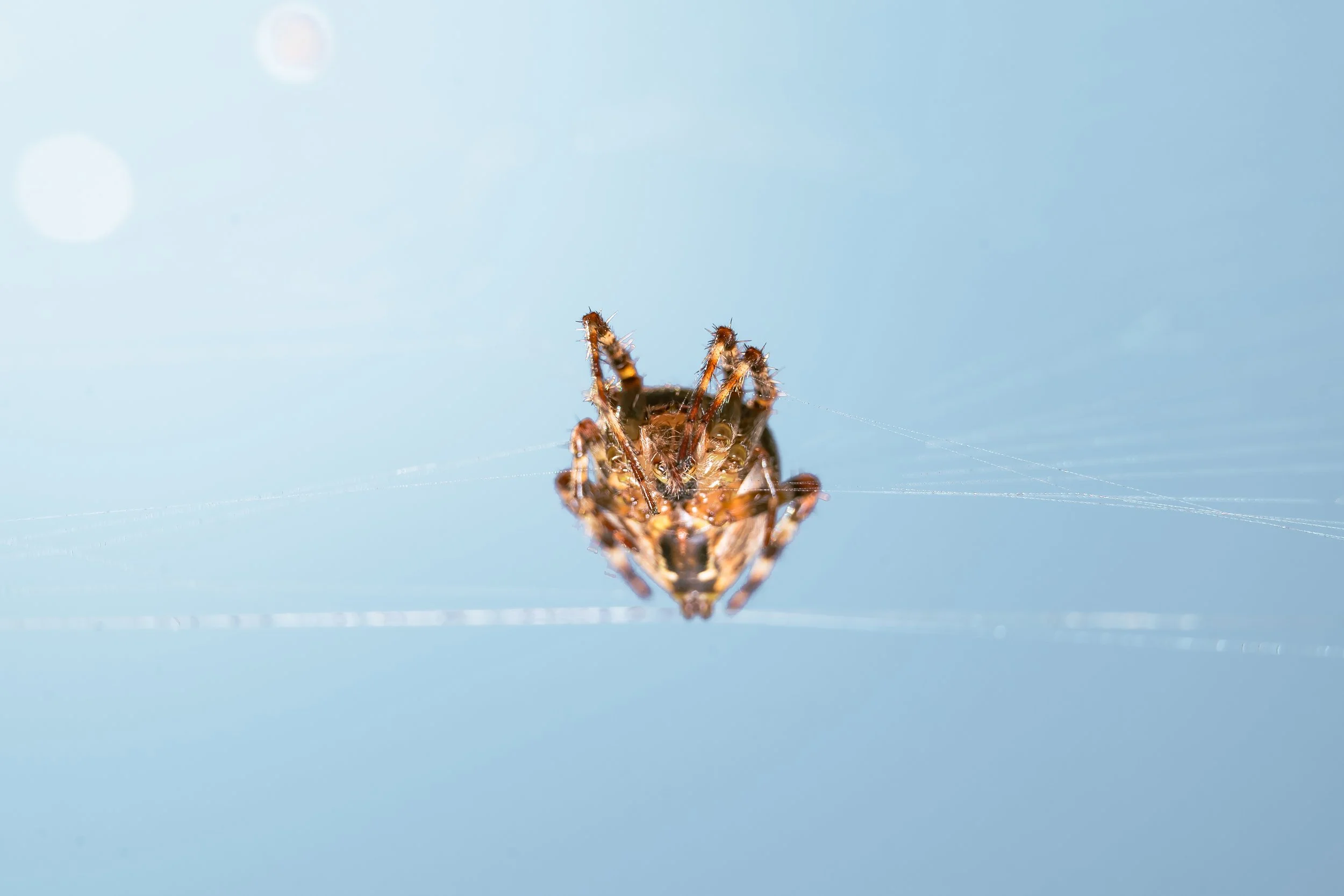 Spider-13.jpg