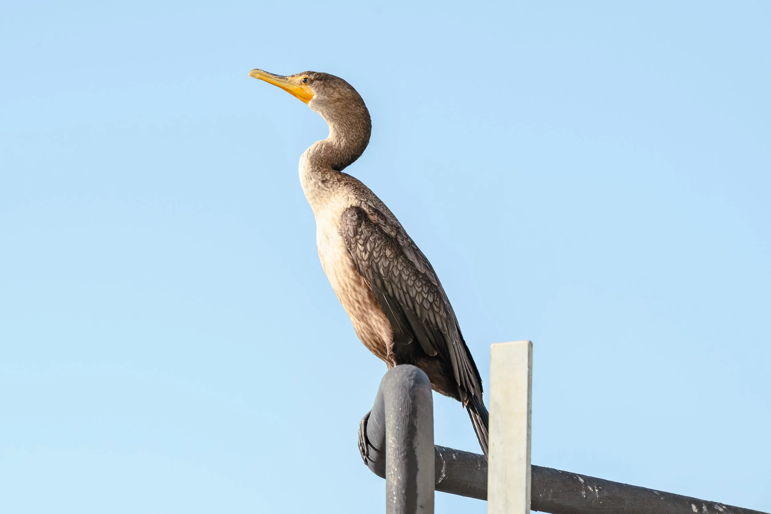 Bird-18.jpg