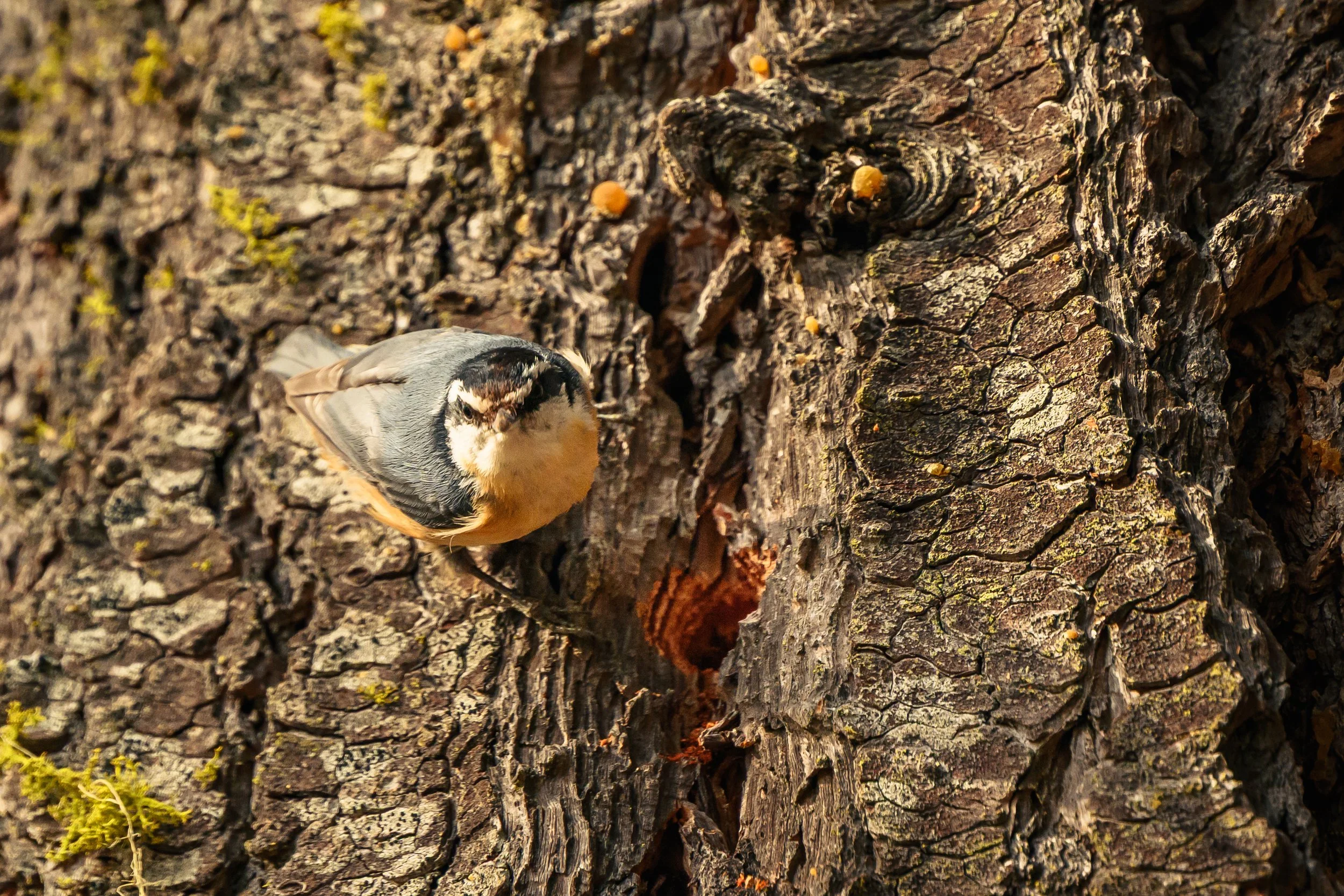 Bird-12.jpg