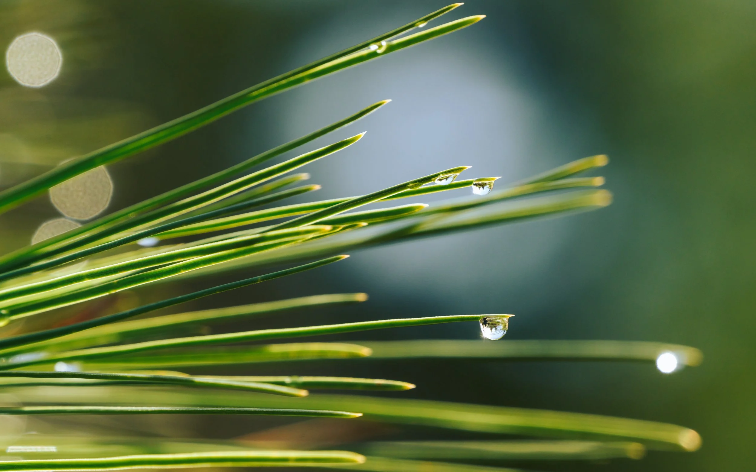 Plant Life-16.jpg