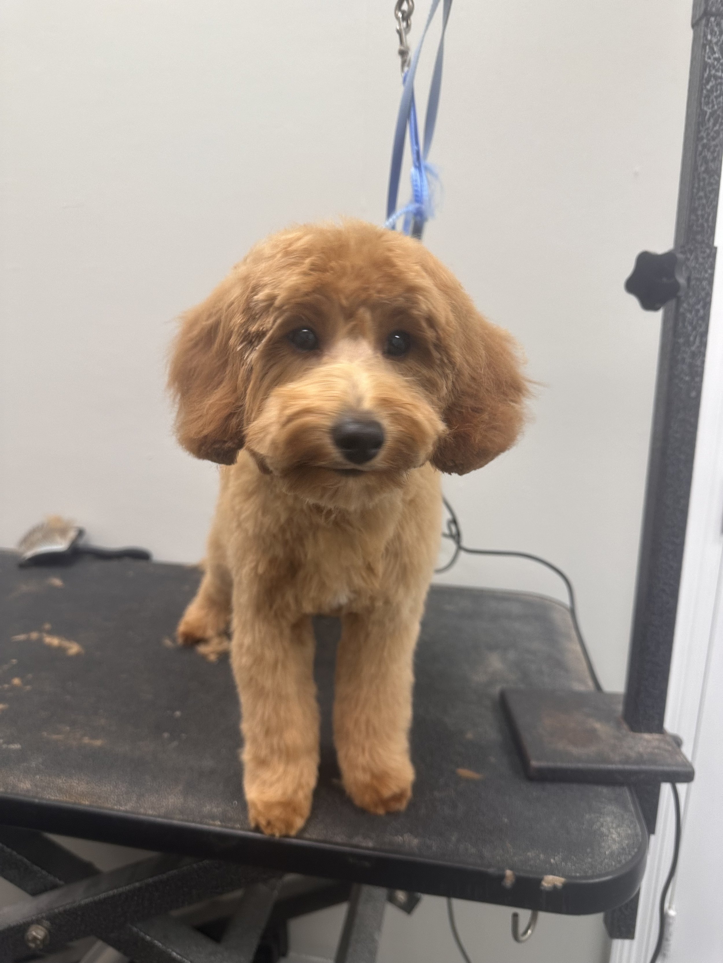 Small brown dog on grooming table with leash