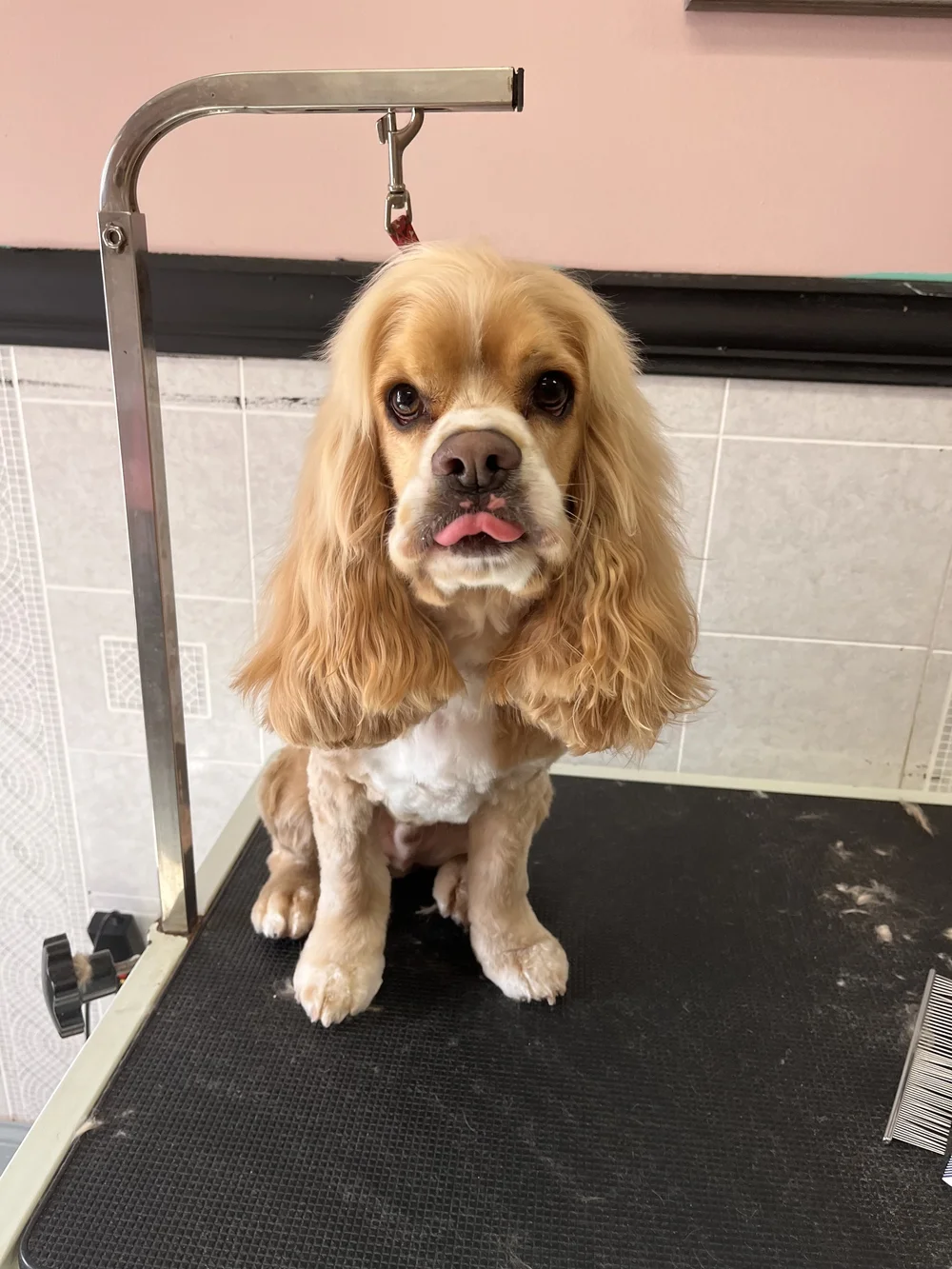 Freshly groomed Cocker Spaniel