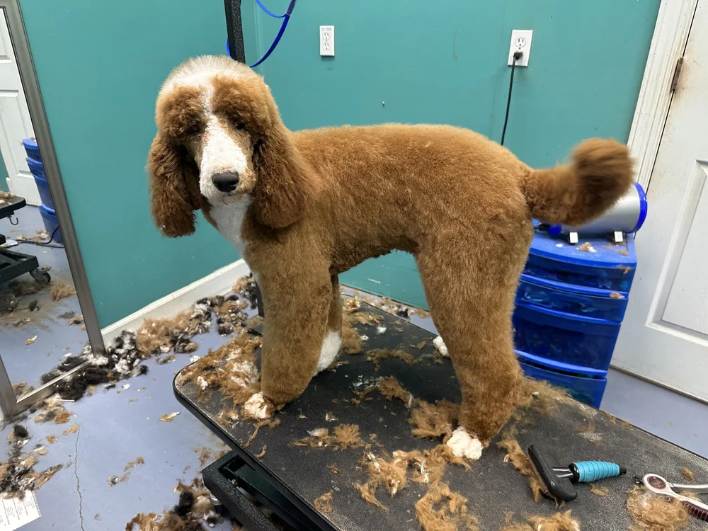 Poodle standing on a grooming table
