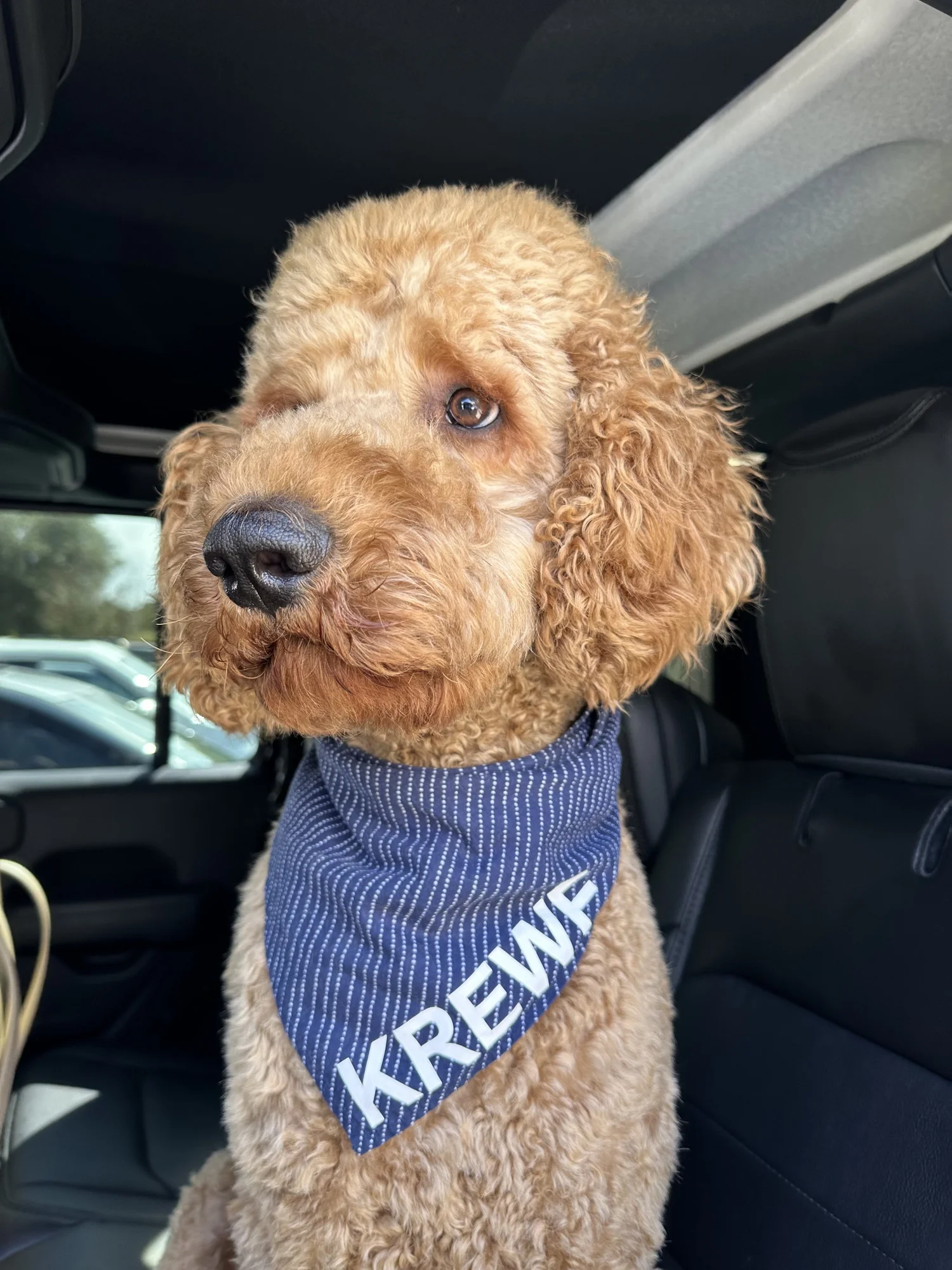 Curly-haired dog wearing a blue bandana