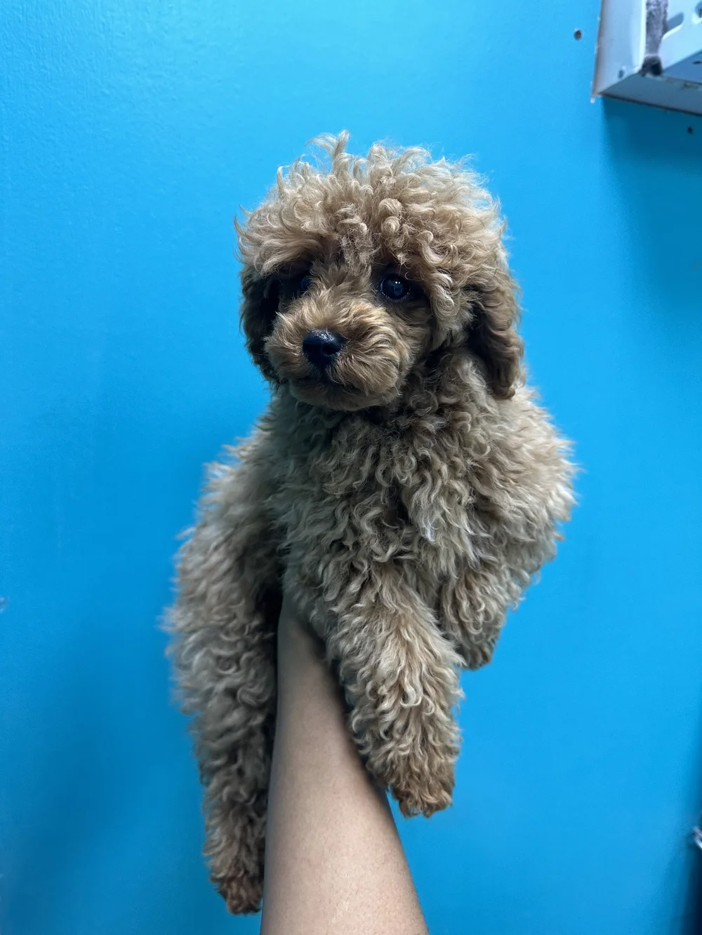 Fluffy brown puppy
