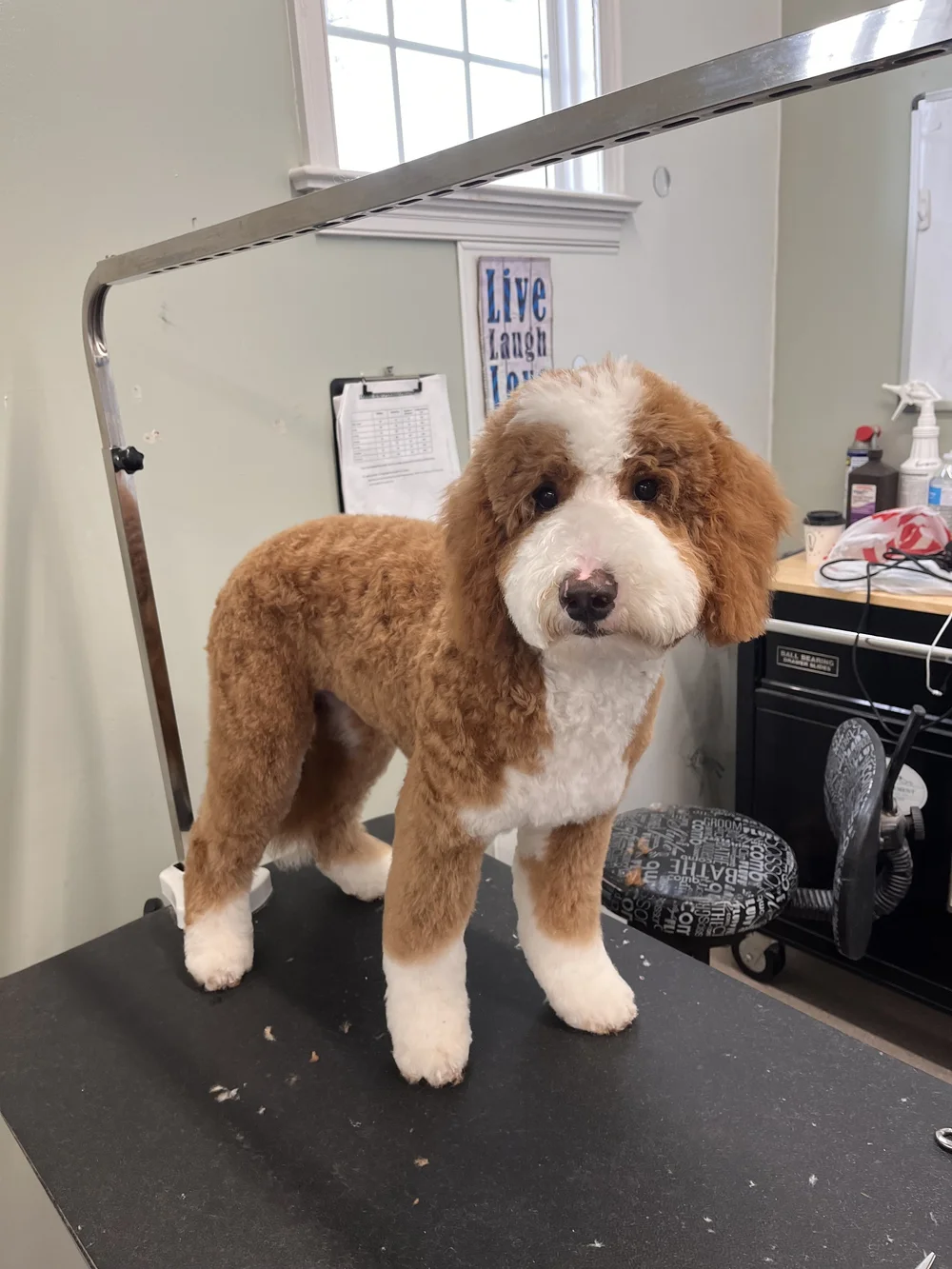 Fluffy brown-and-white dog on a grooming table