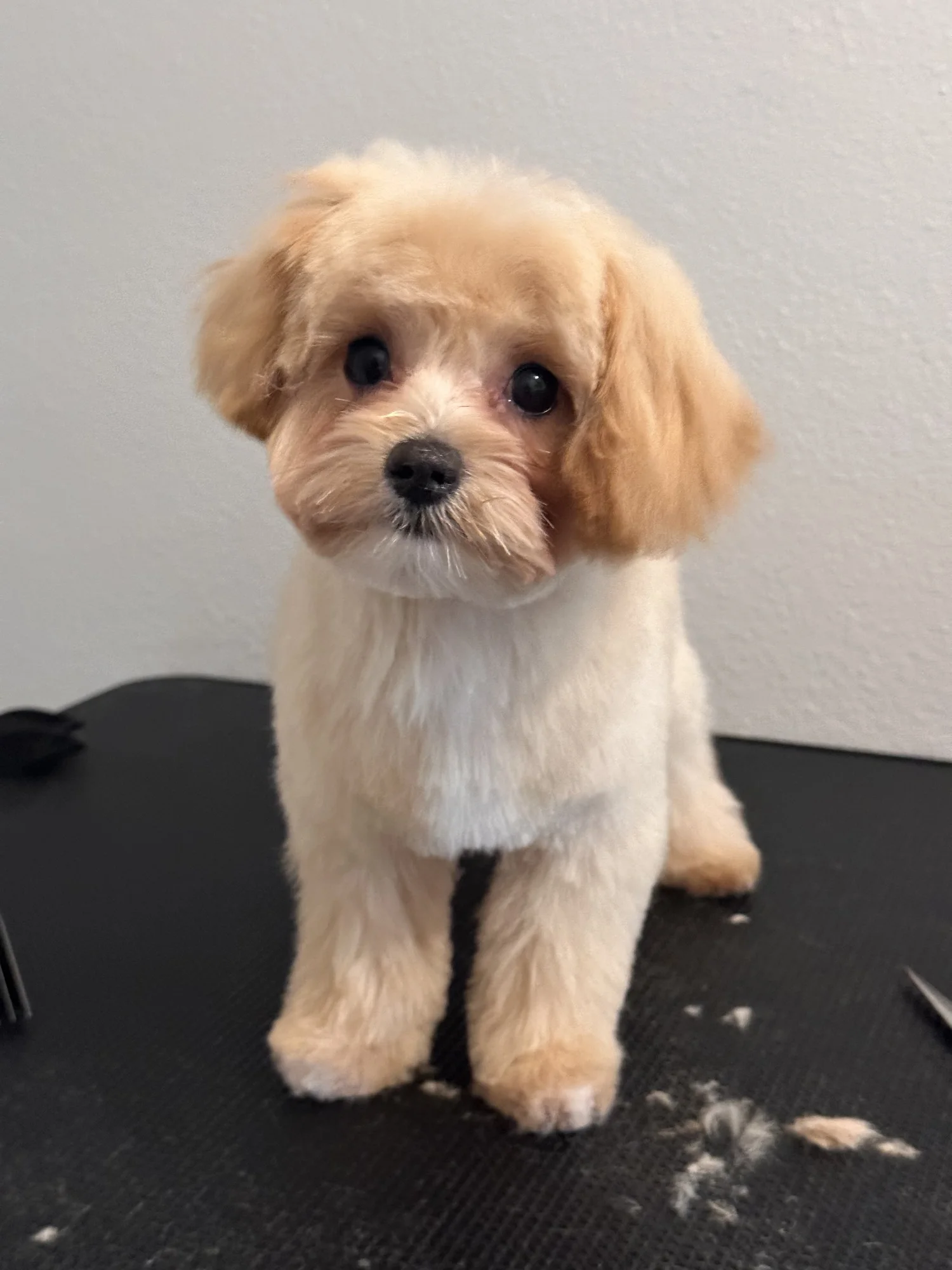 Light brown and white puppy after grooming