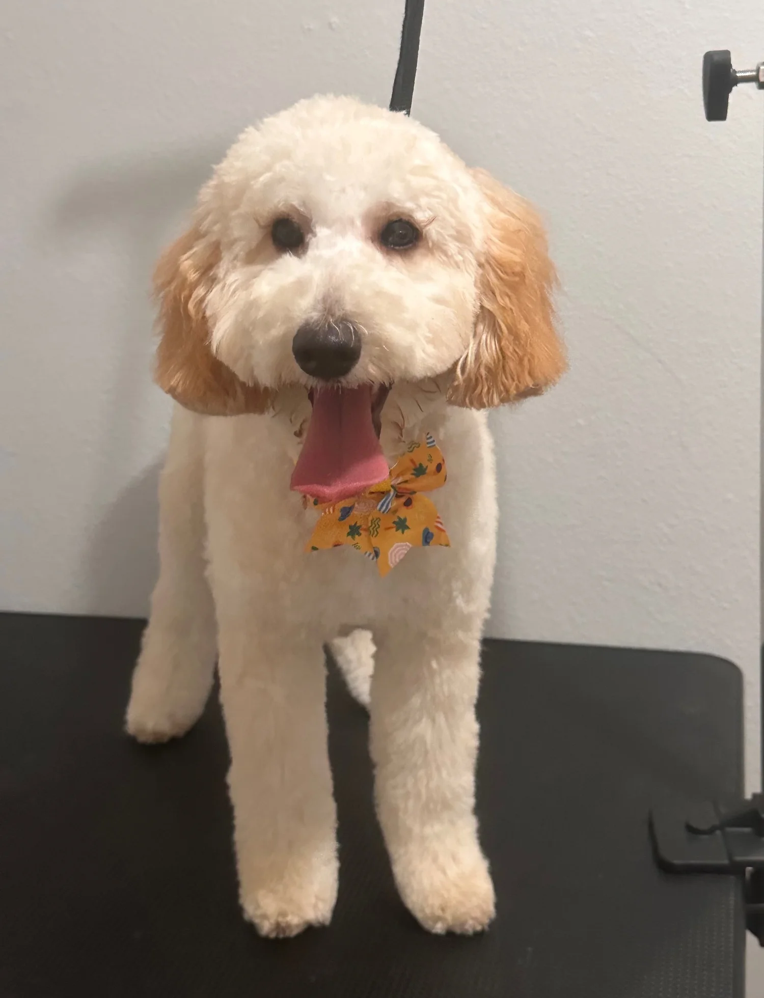 Fluffy white and tan dog freshly groomed by Dani