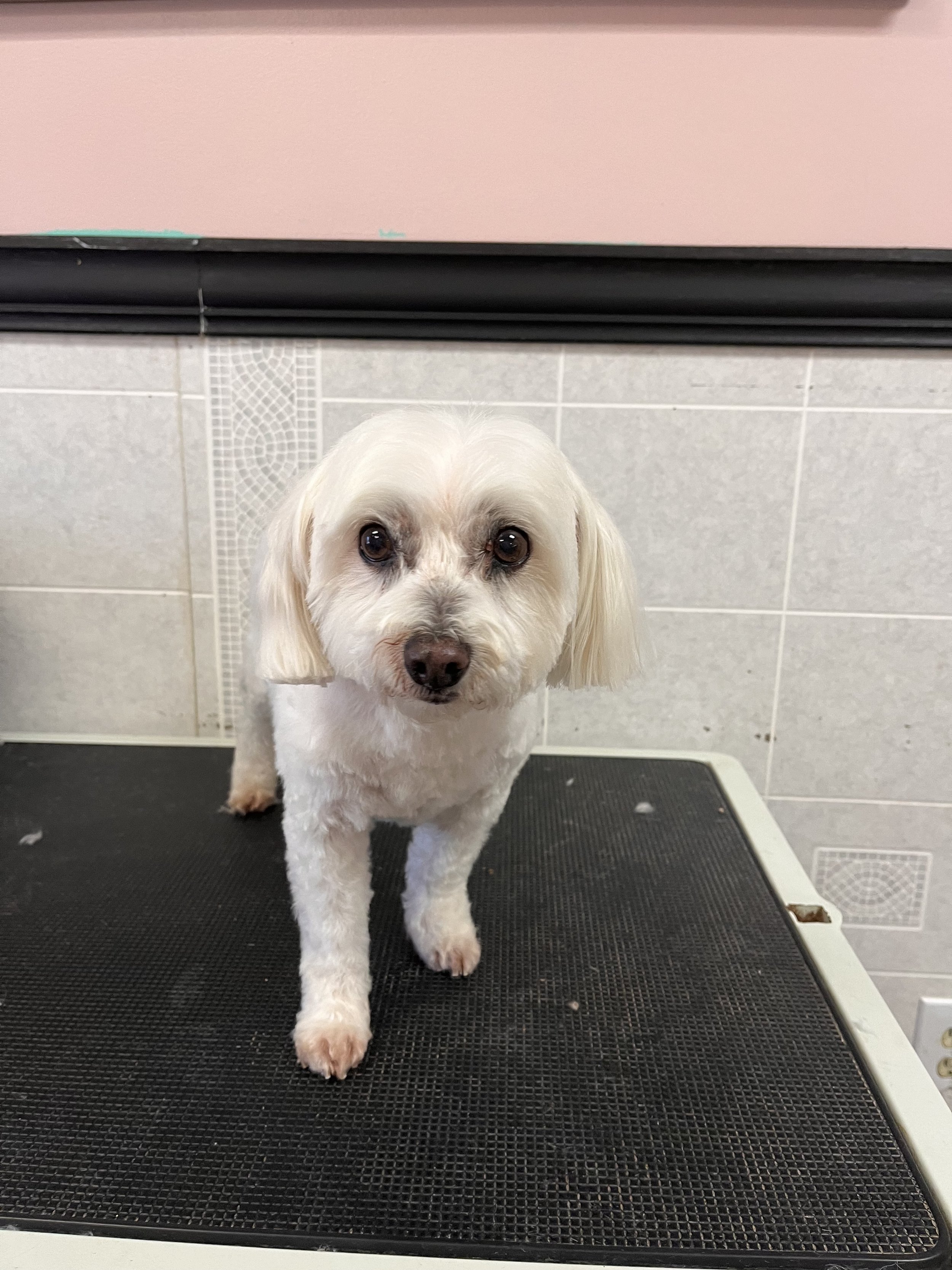 Small white dog with fluffy fur, standing on a grooming table.