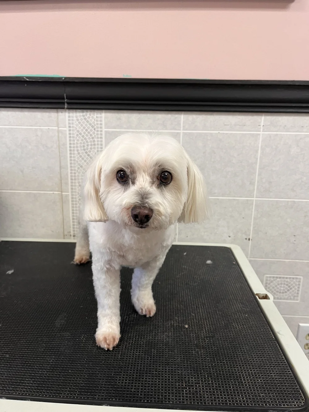 Small fluffy white dog after grooming