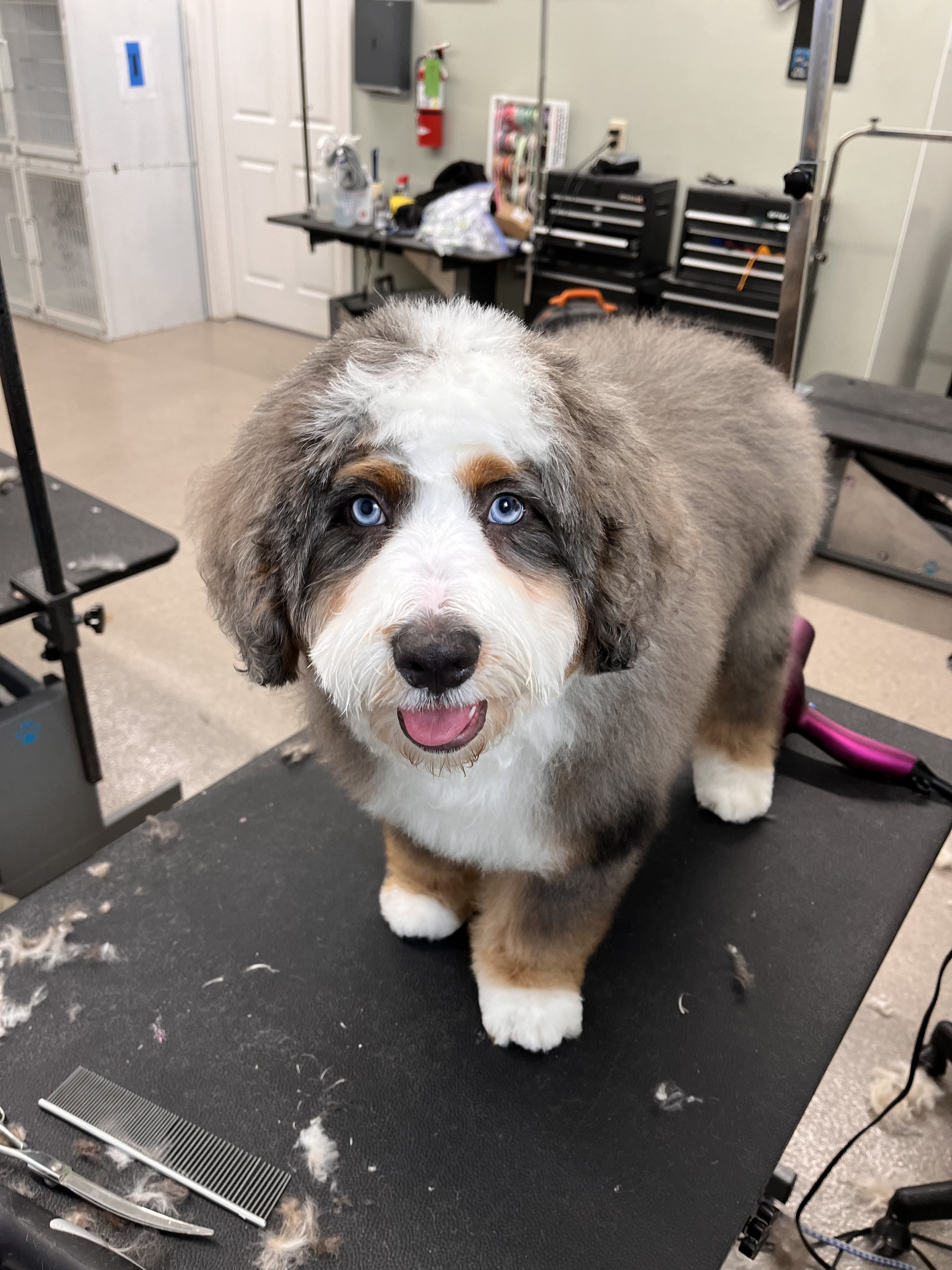 A fluffy dog with blue eyes standing on a grooming table in a pet grooming salon.