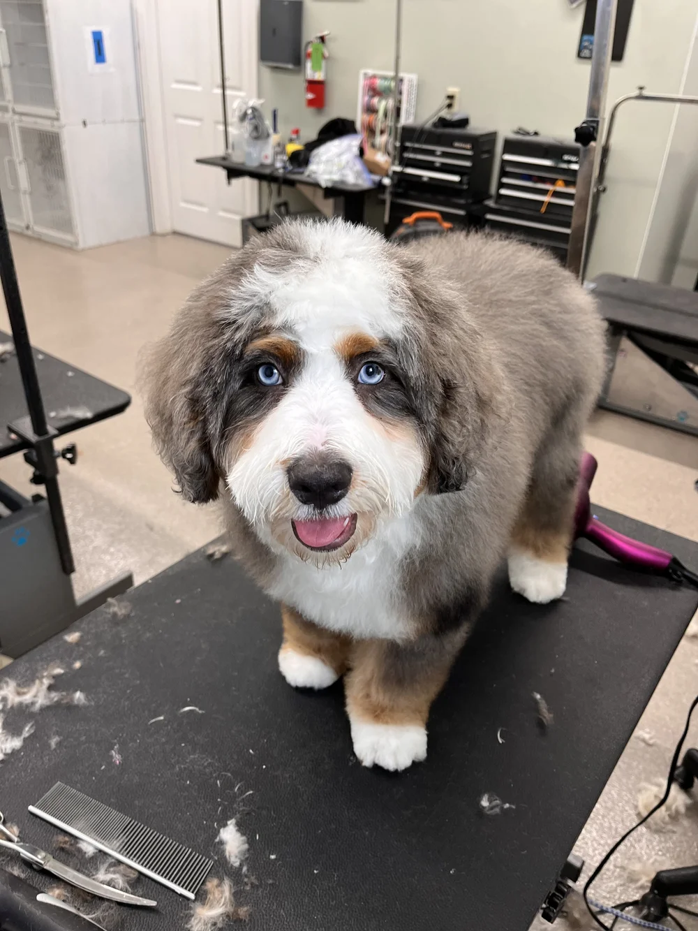 Fluffy blue-eyed dog after grooming