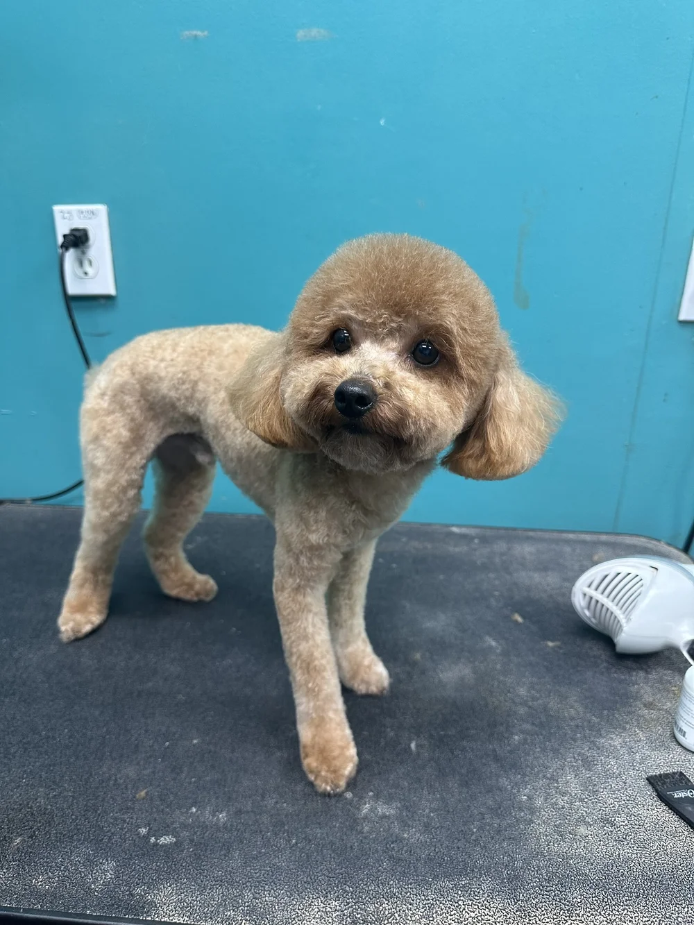 Small groomed brown poodle