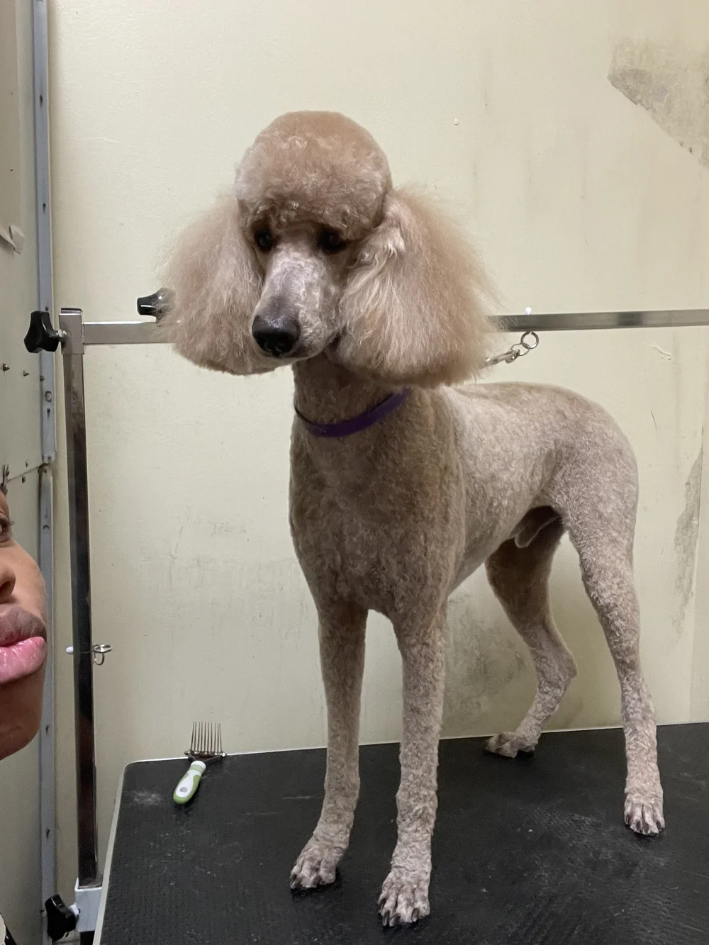 Freshly groomed poodle
