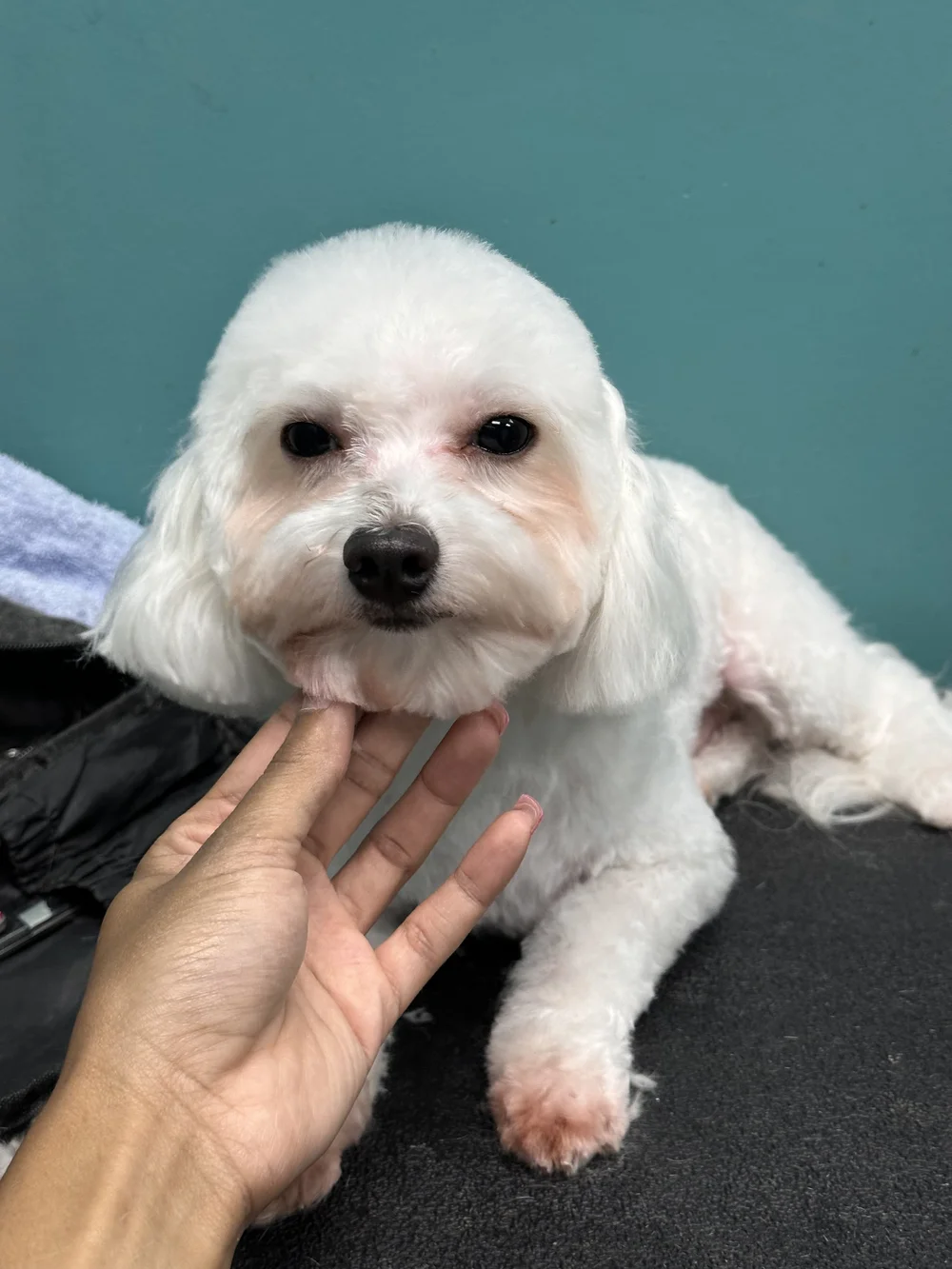 Small white dog with a freshly groomed coat
