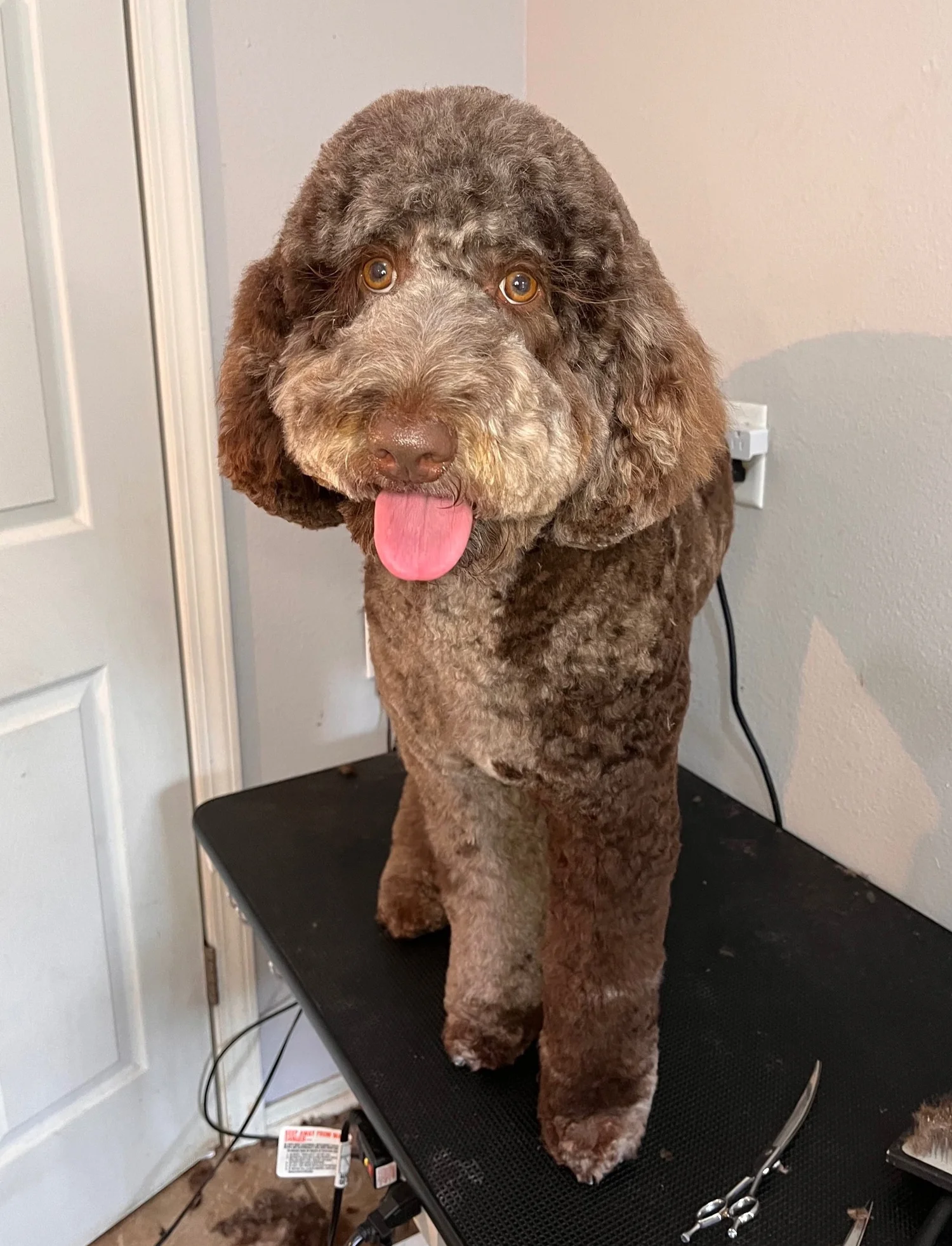 Happy brown curly-haired dog after grooming by Dani