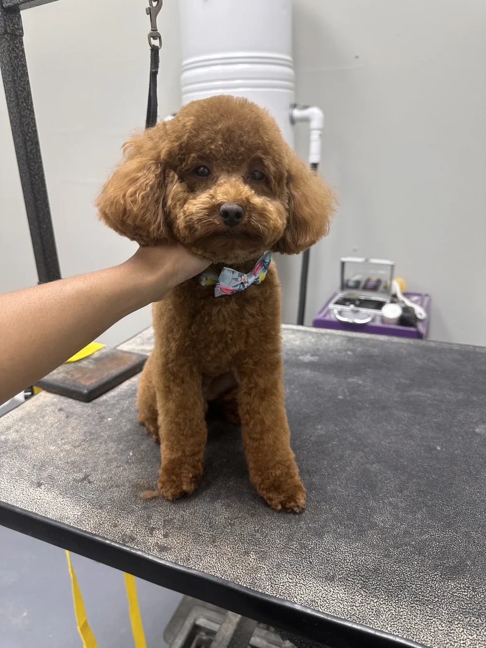 Curly brown poodle wearing a colorful bandana