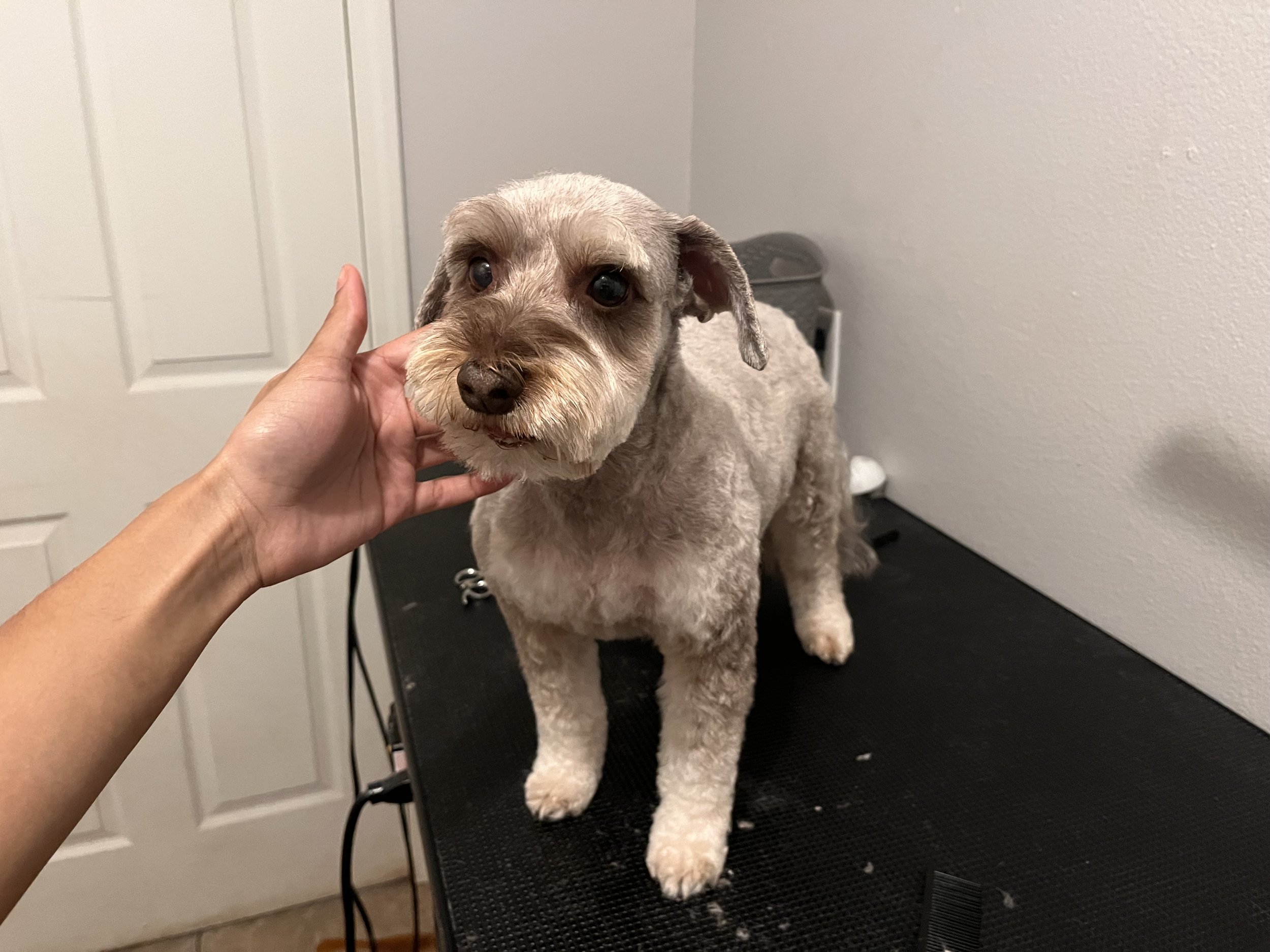 Small dog on grooming table with hand touching its face