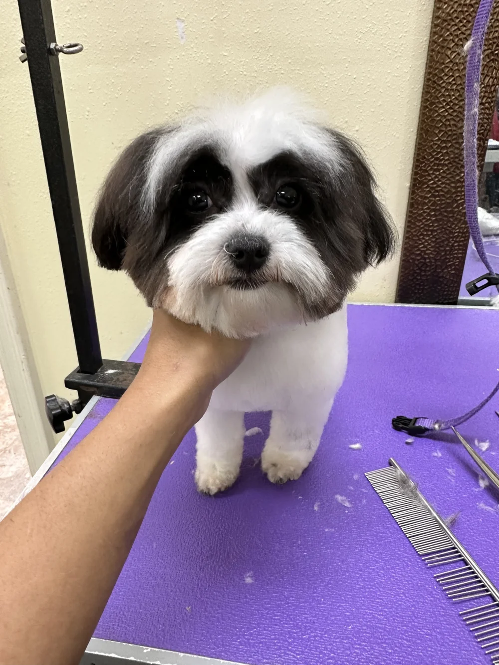 Black-and-white dog during a grooming visit