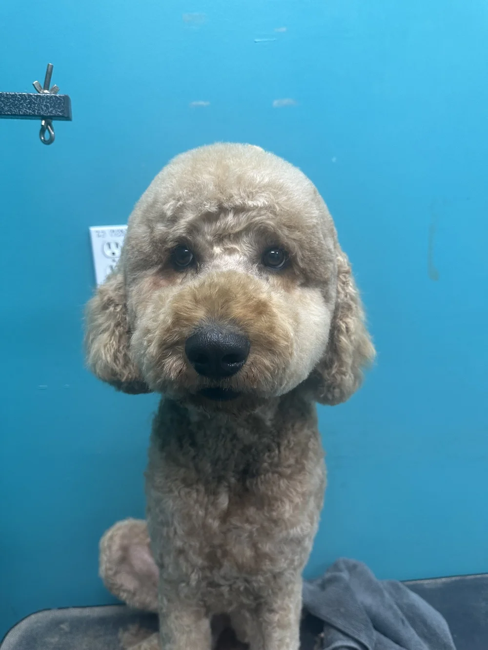 Curly-haired dog after a fresh groom