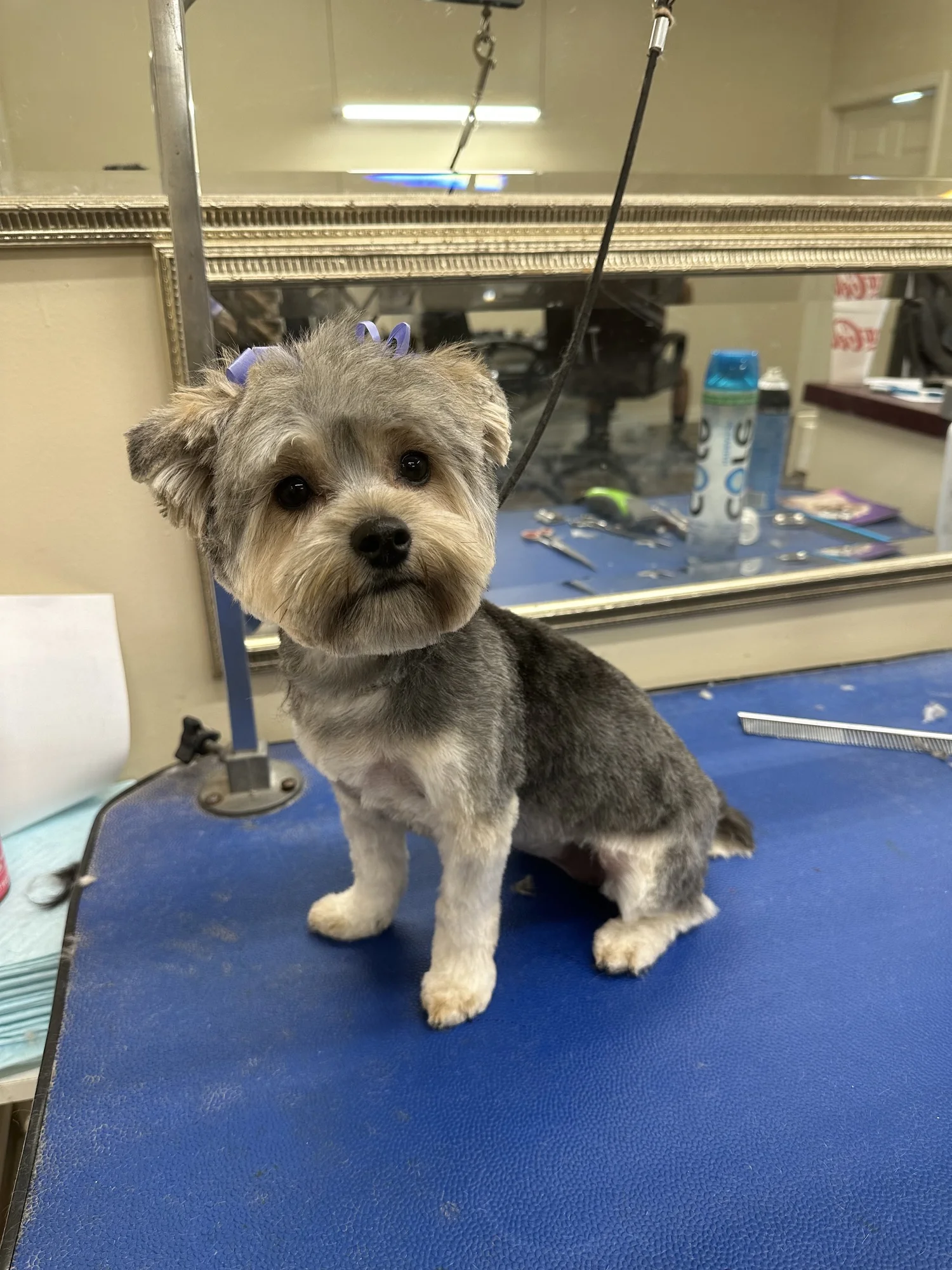 Cute freshly groomed small dog wearing blue bows