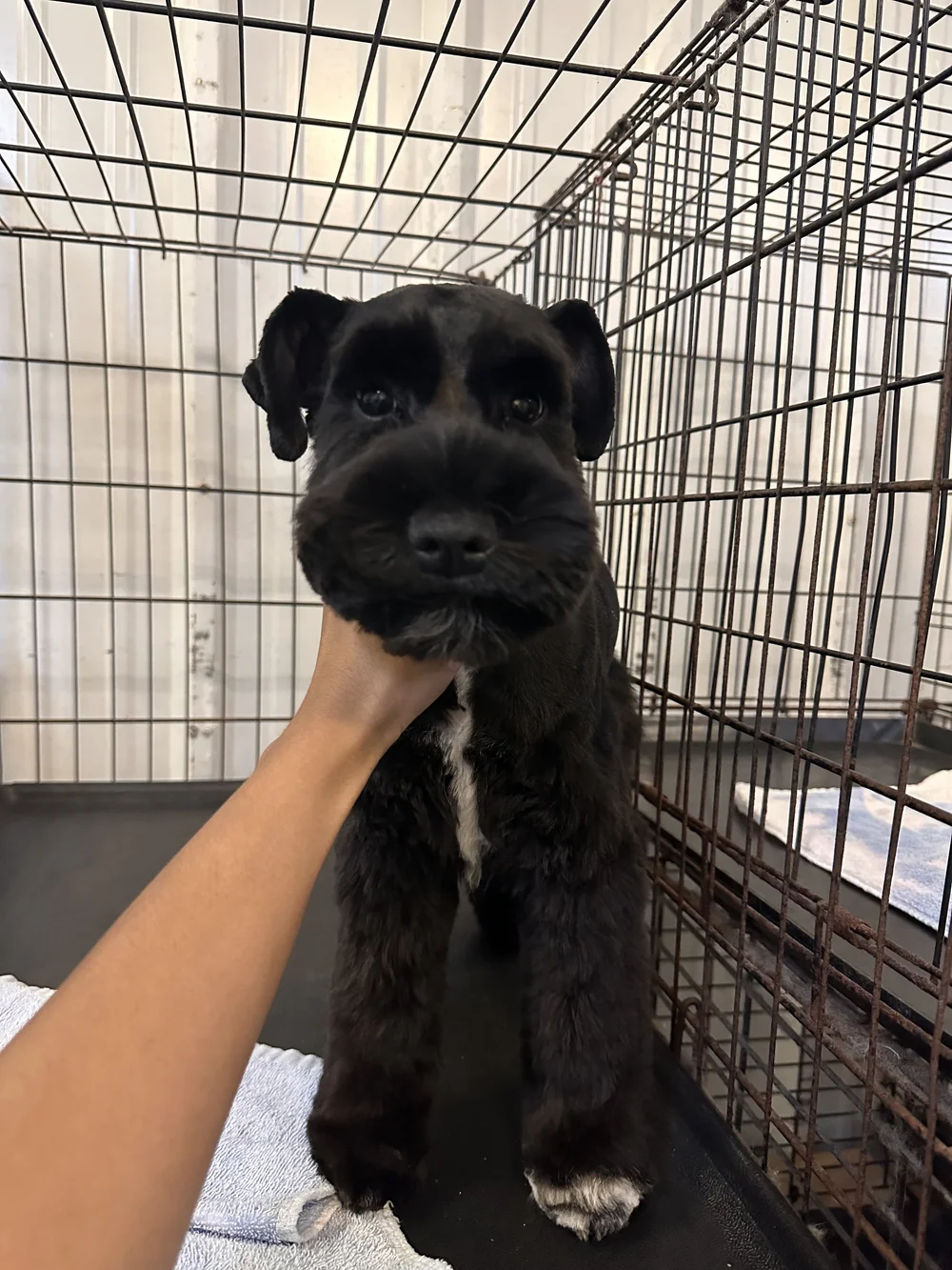 Small black dog with a short coat