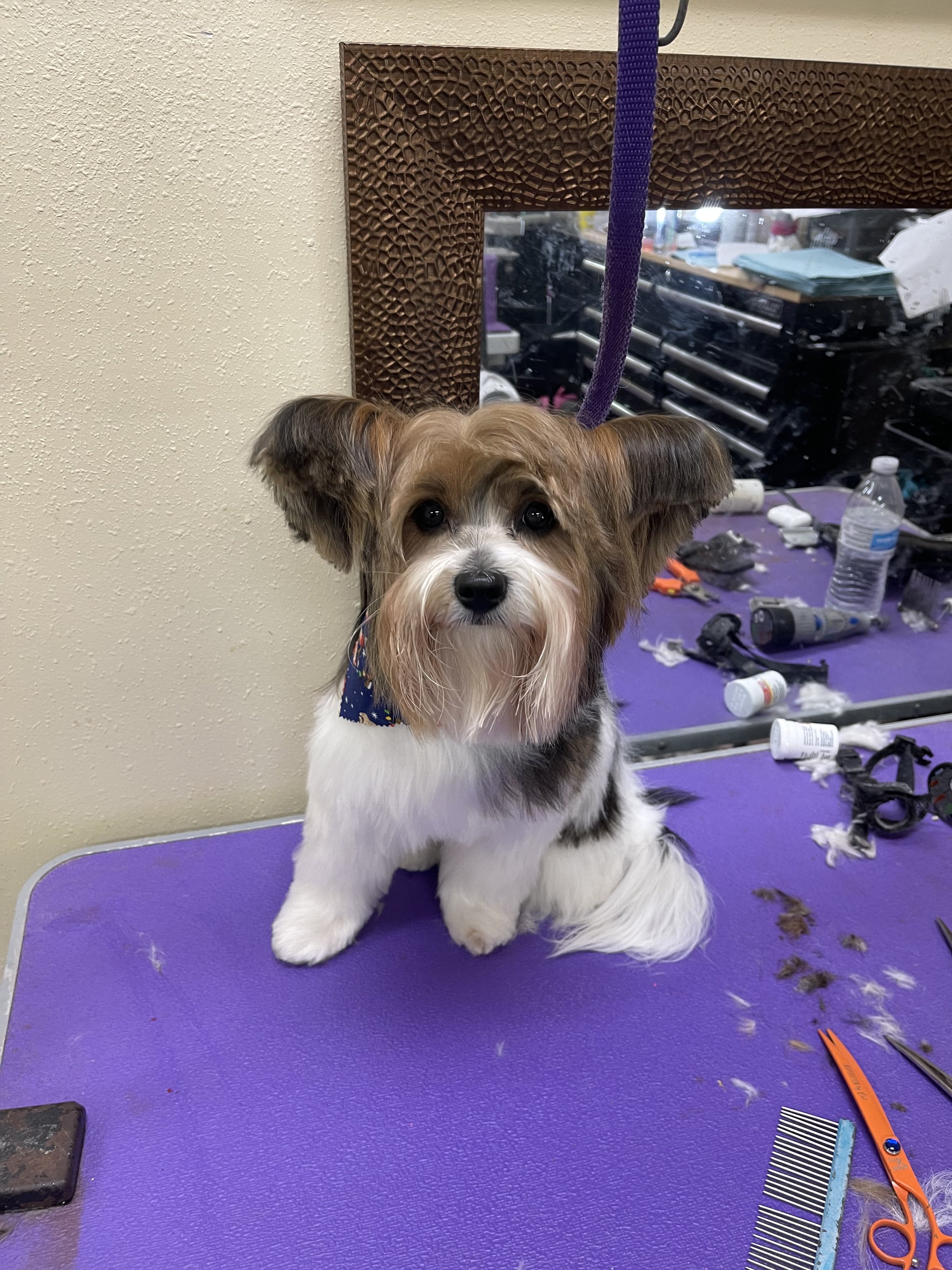 Small dog with tricolor fur and a blue bandana sitting on a purple grooming table with grooming tools around.
